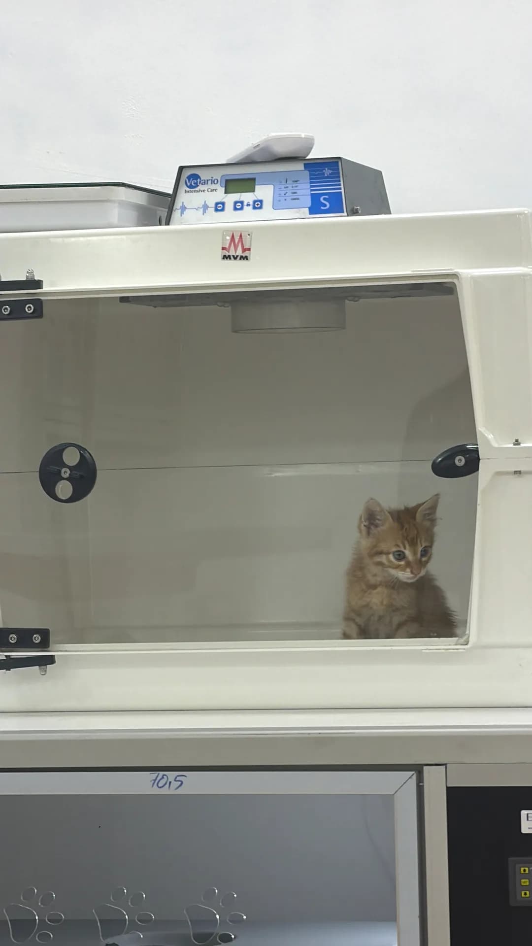 Simba fotoğraf 4