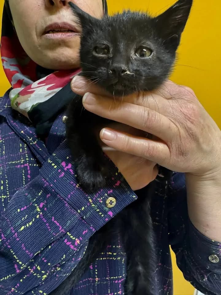 Tilly fotoğraf 1