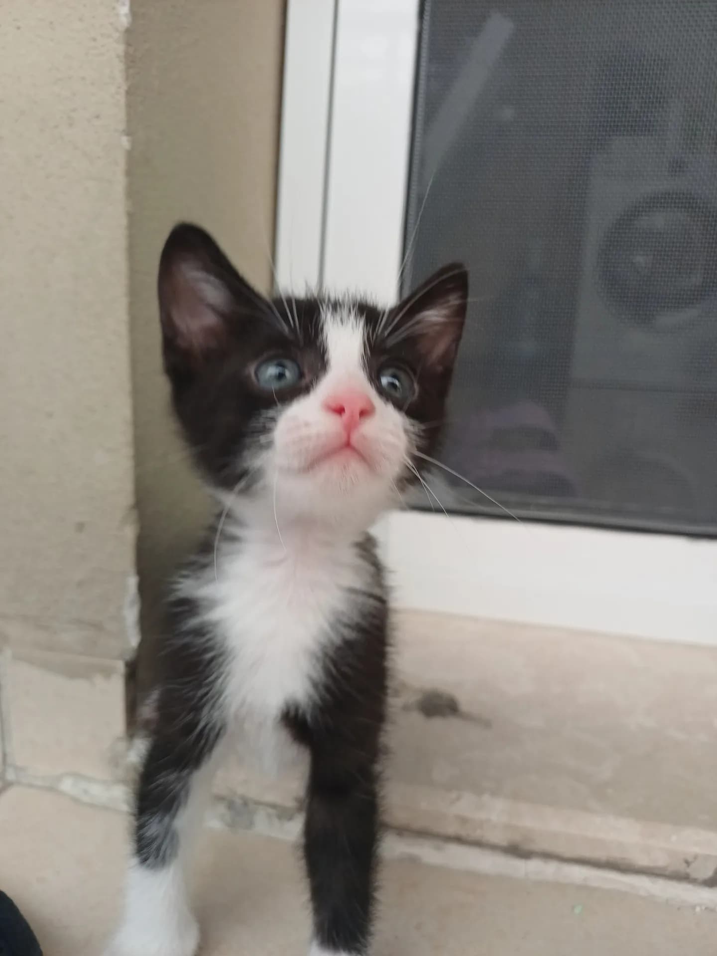 Panda fotoğraf 1