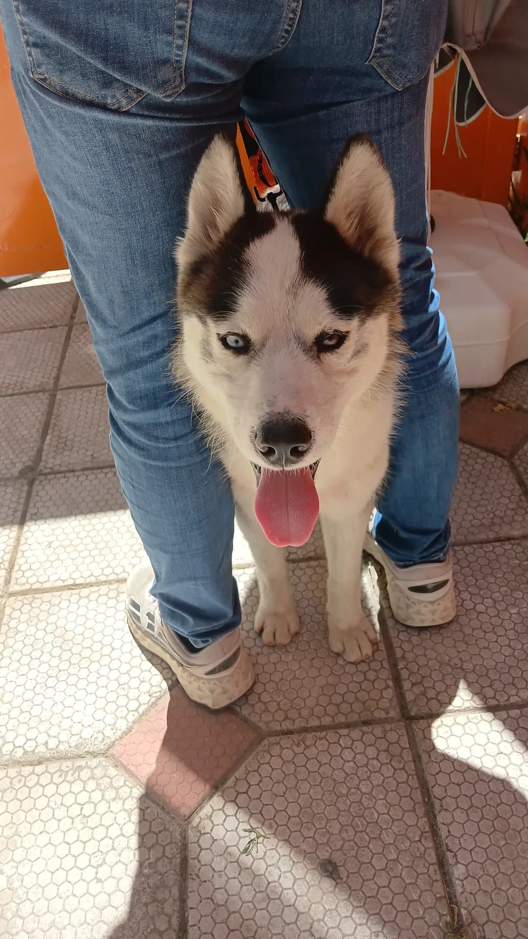 Pars fotoğraf 3