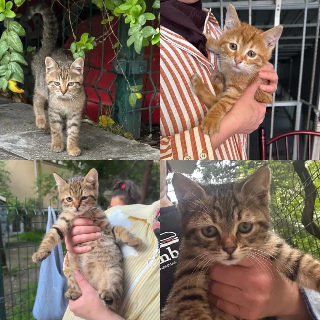 Kittens fotoğraf 1