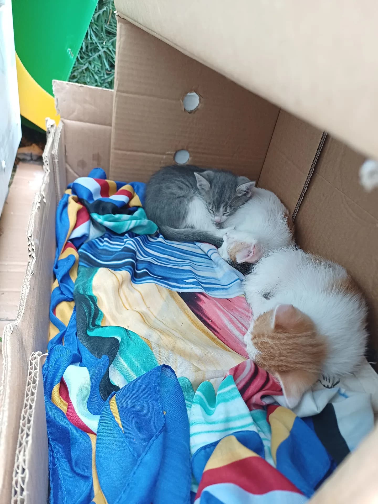 3 Yavru Kedi fotoğraf 1