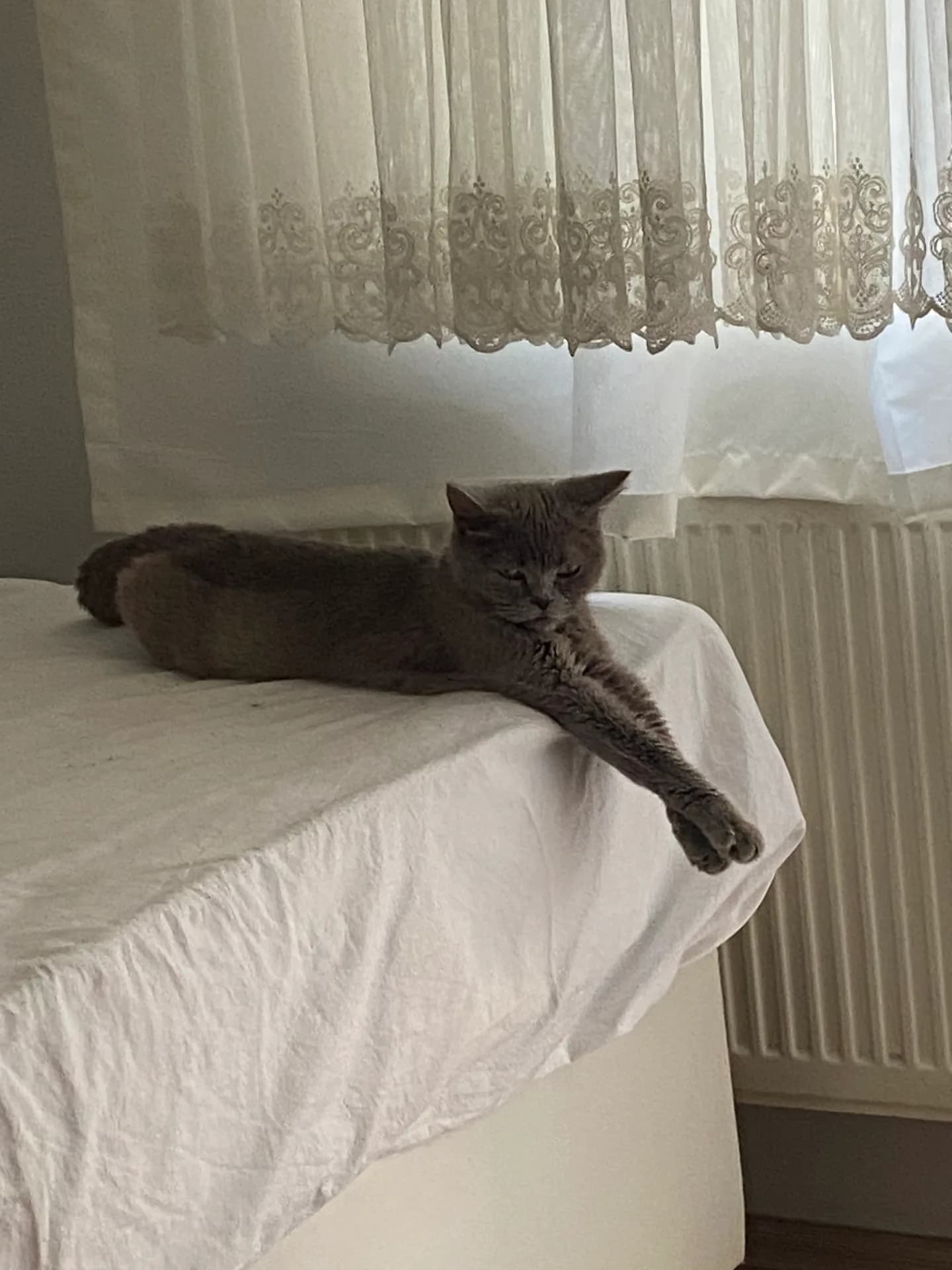 Çilek fotoğraf 2