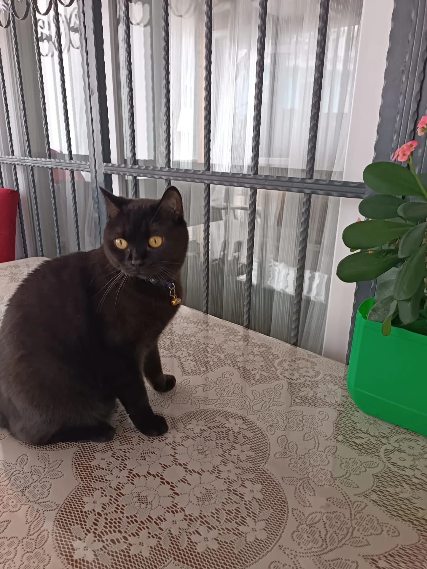 Fiko fotoğraf 4