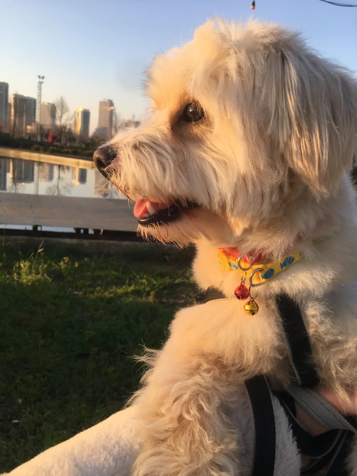 Zuzu fotoğraf 1