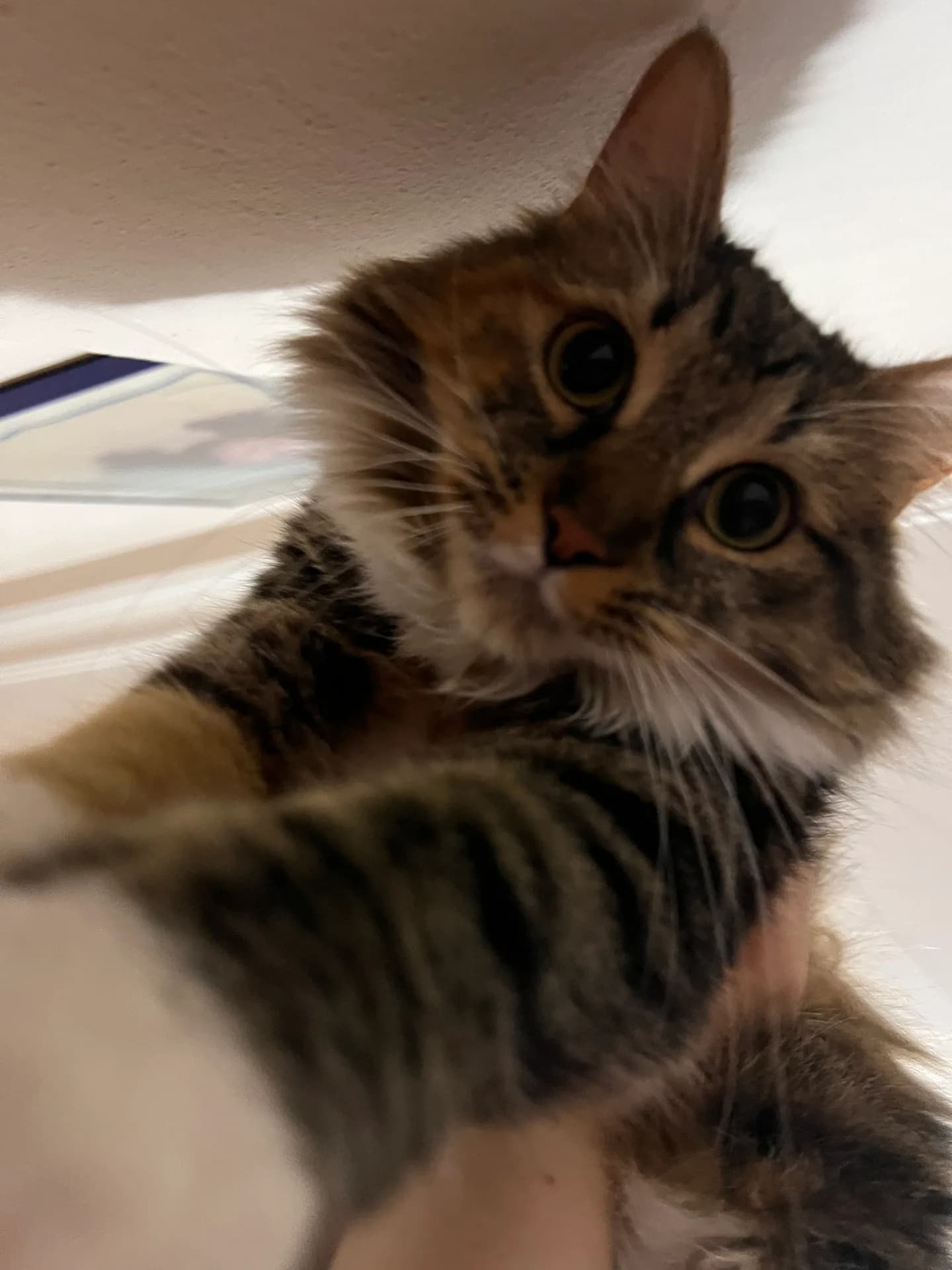 Kaju fotoğraf 2
