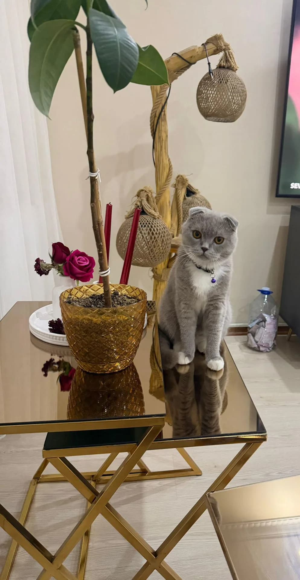 Luna fotoğraf 1