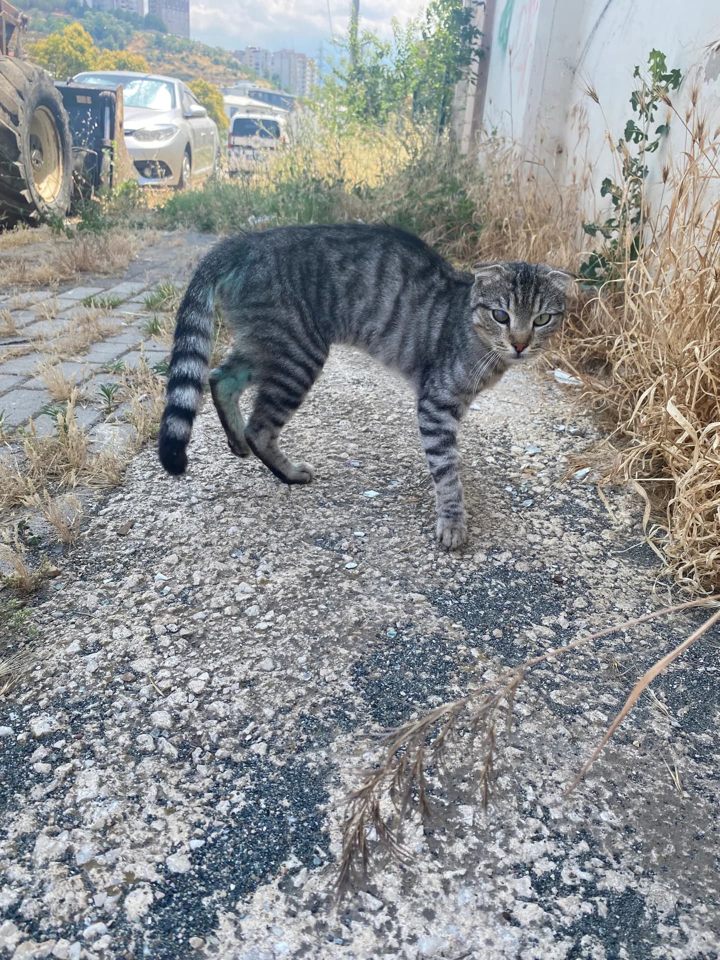Pati fotoğraf 3