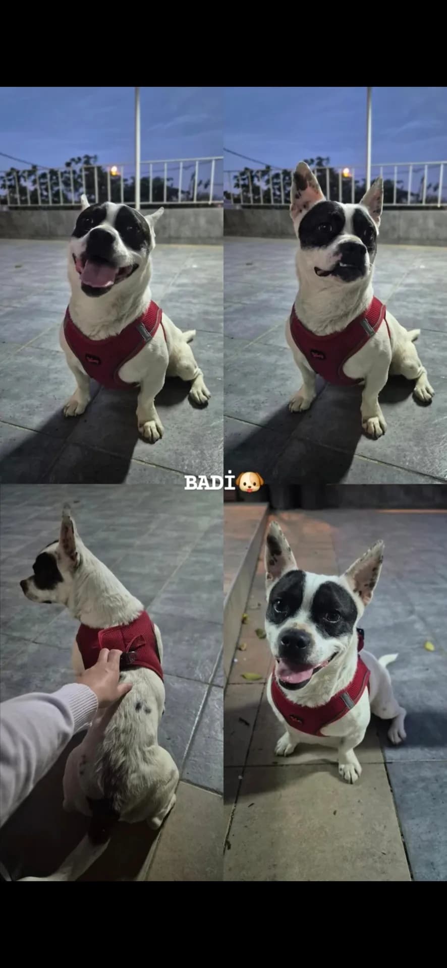 BADİ fotoğraf 2