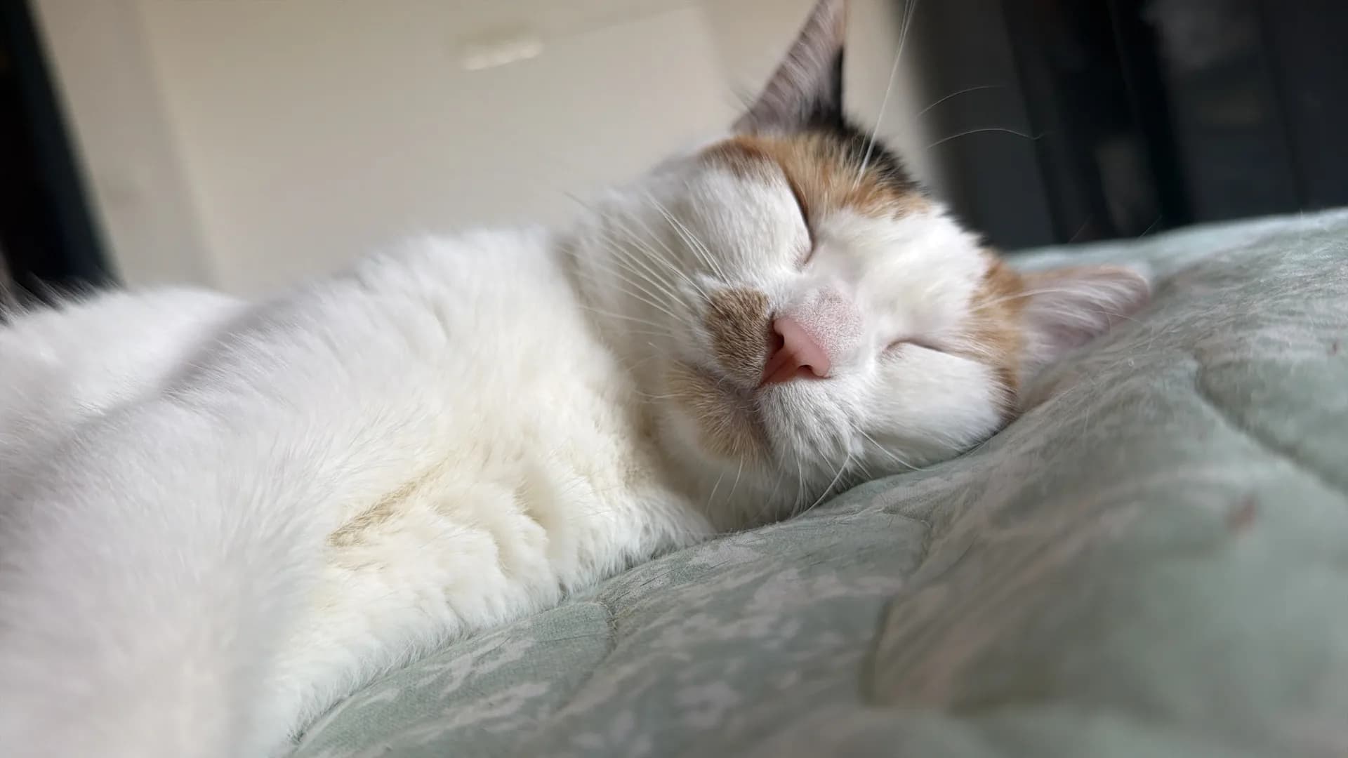 Milka fotoğraf 3