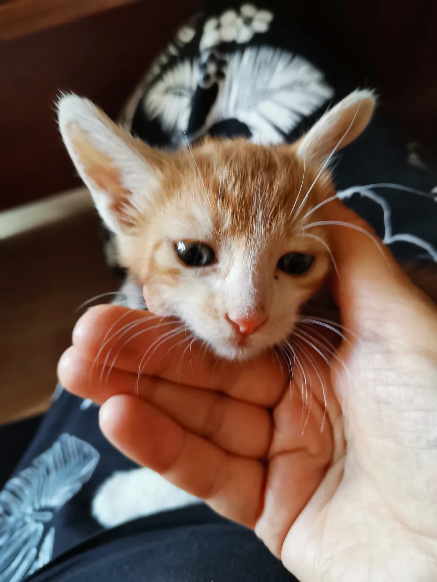 Selim fotoğraf 2