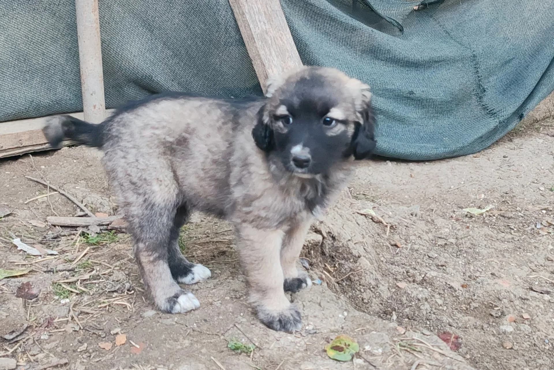 Aslan fotoğraf 1