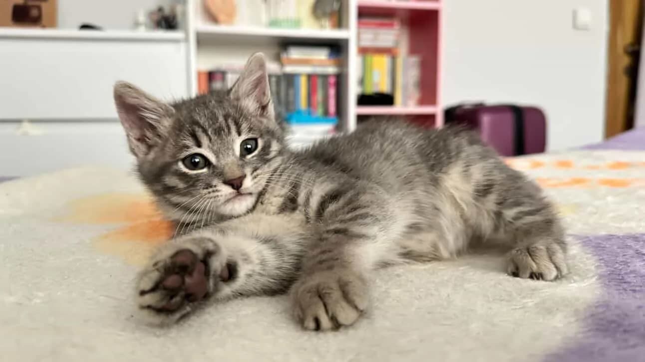 bebekkedi fotoğraf 4