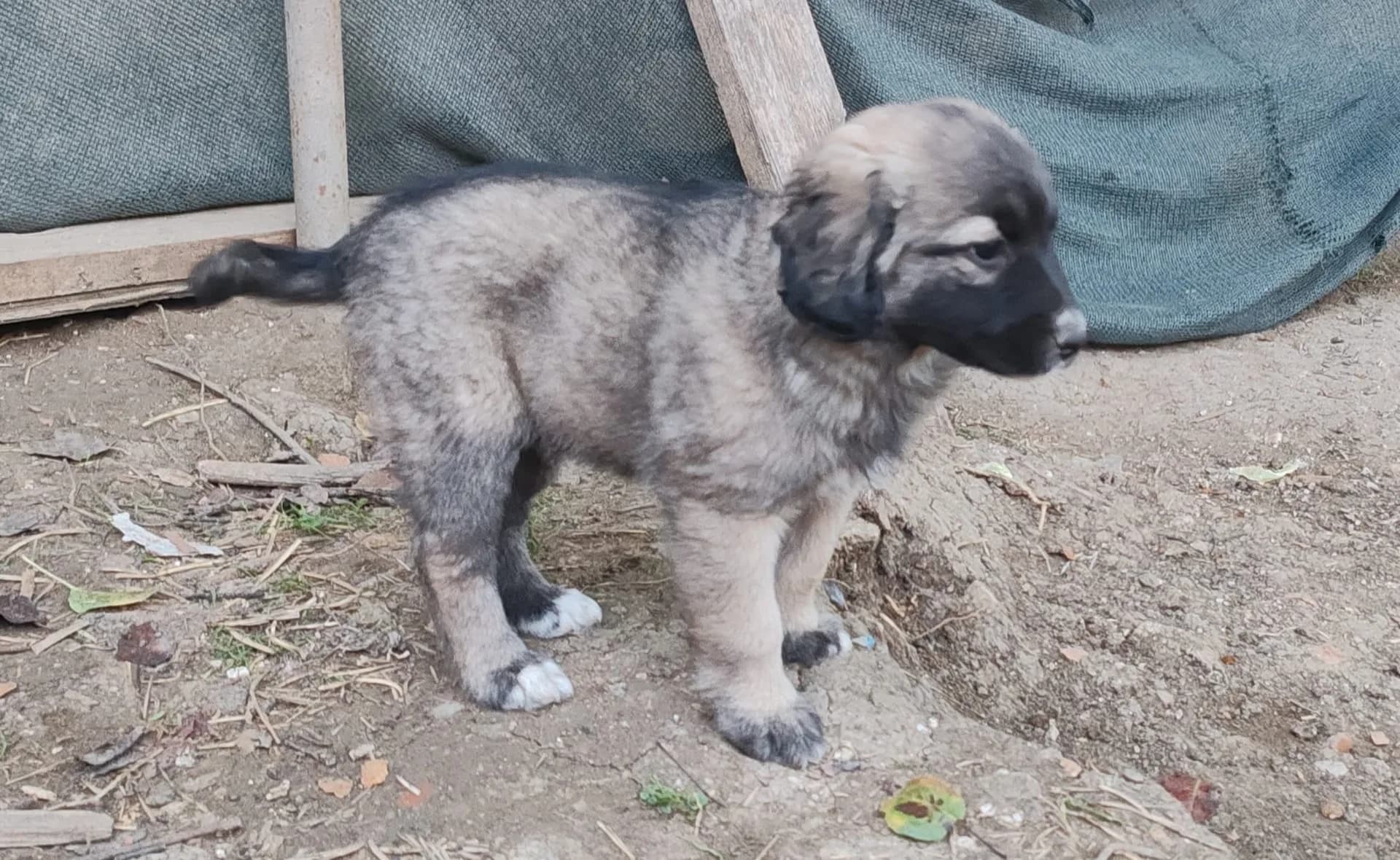 Aslan fotoğraf 3