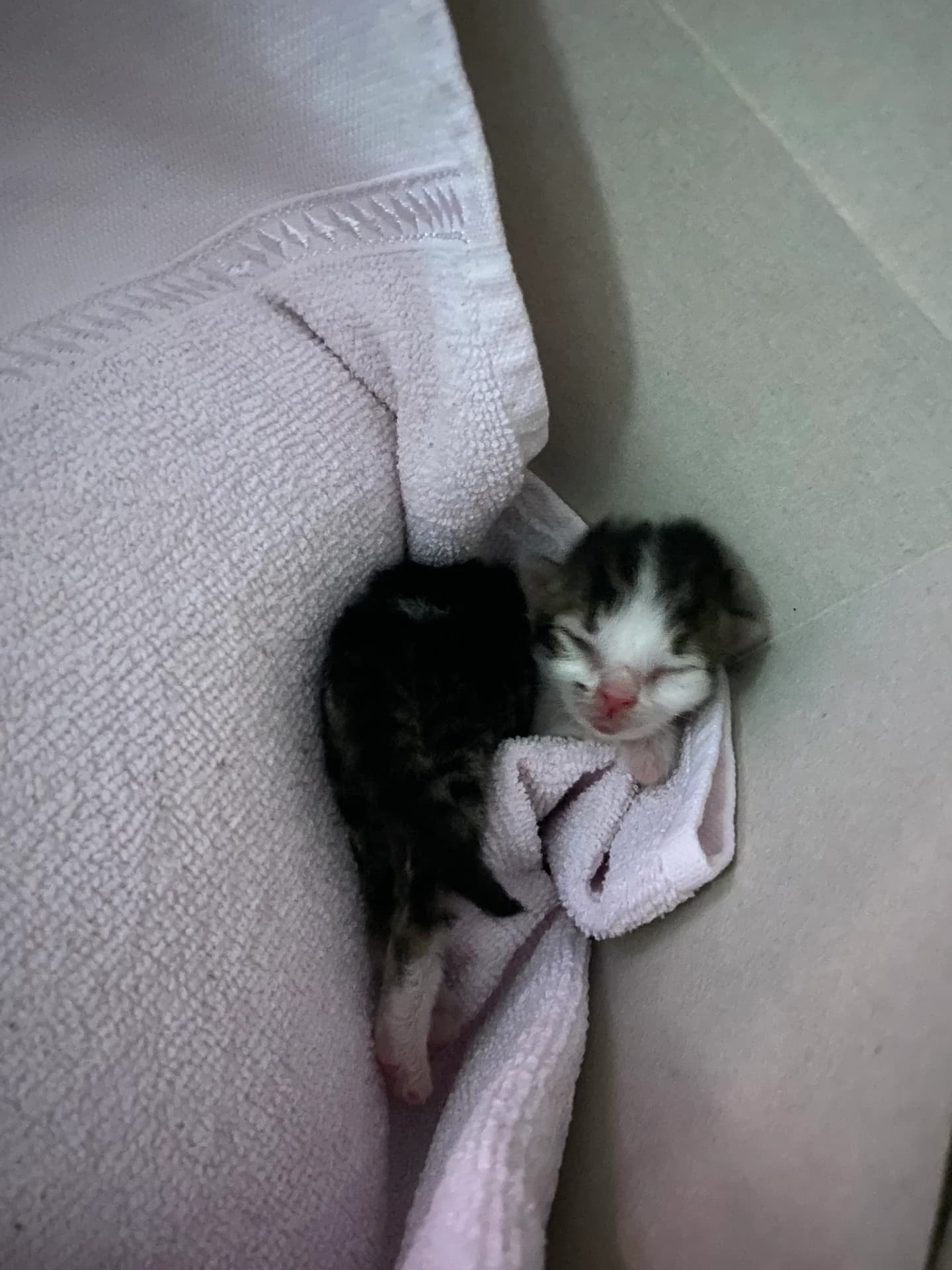 Fındık fotoğraf 3