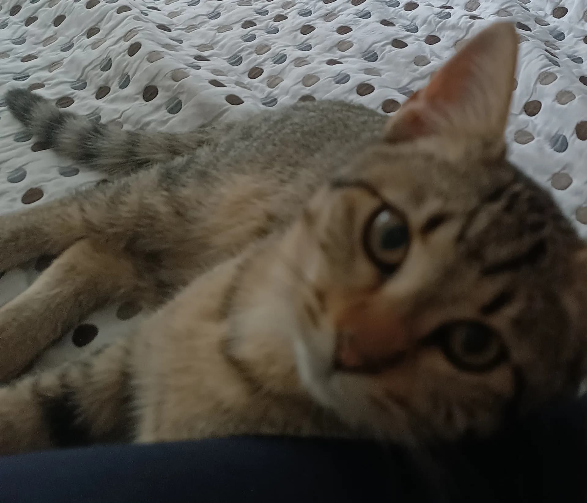 Gümüş fotoğraf 2