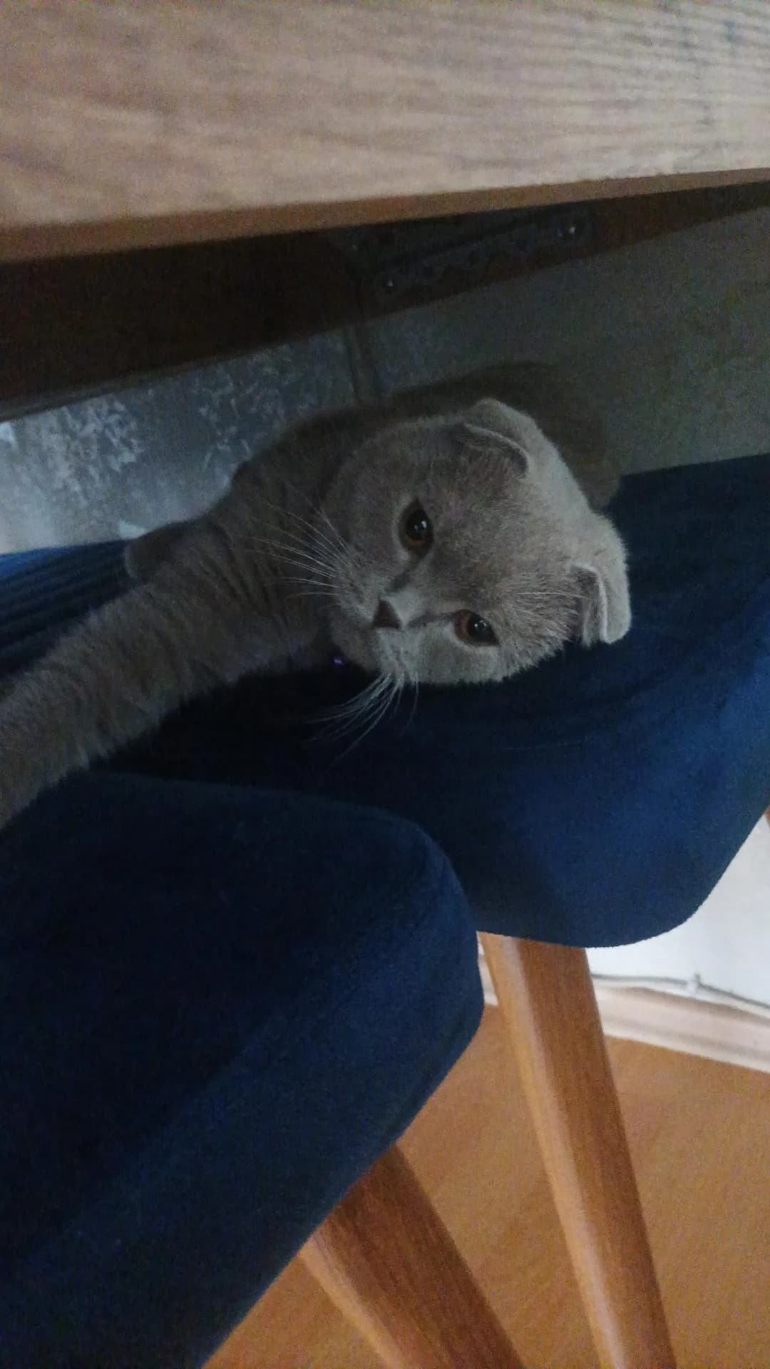 Luna fotoğraf 2
