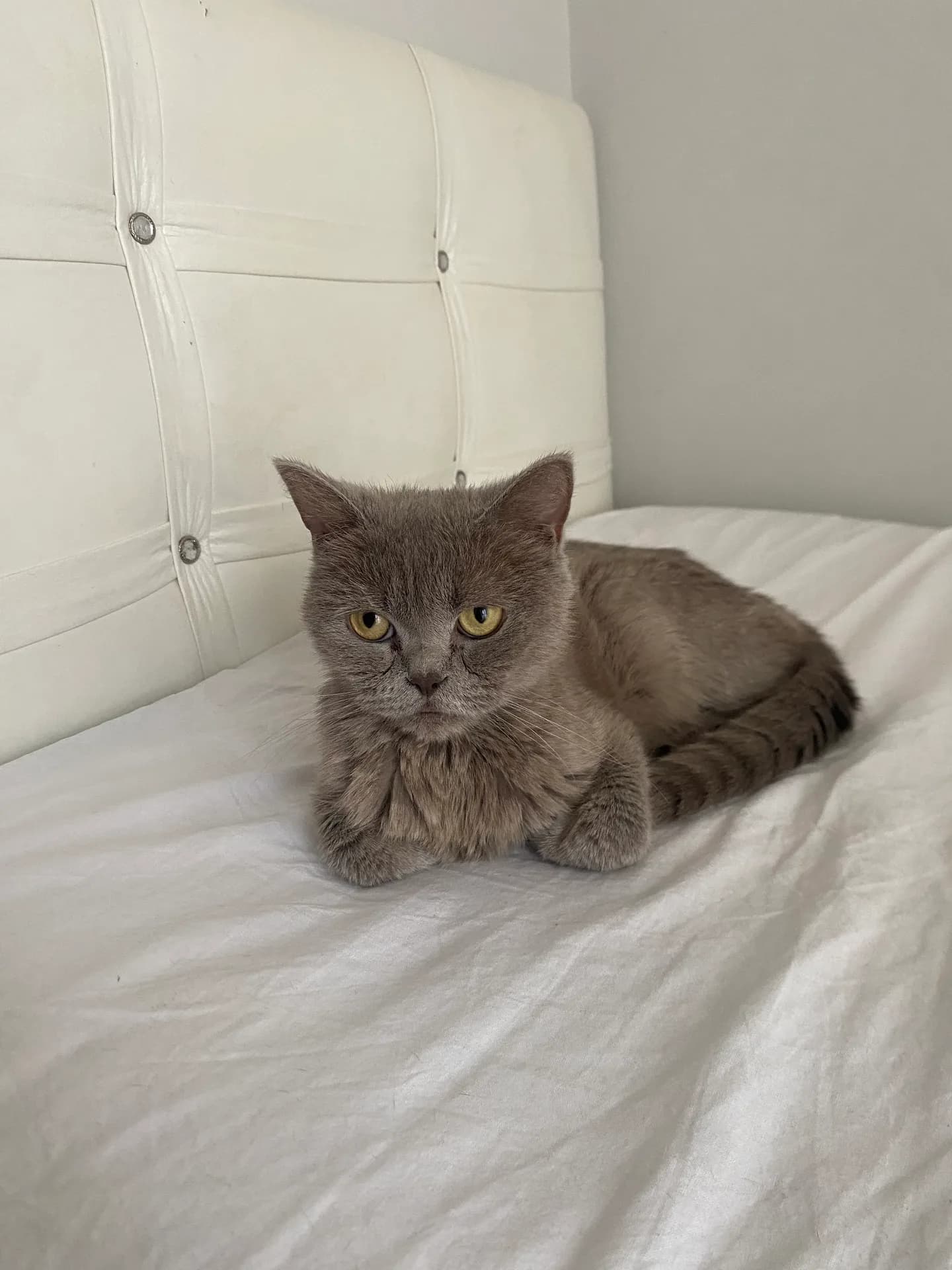 Çilek fotoğraf 1