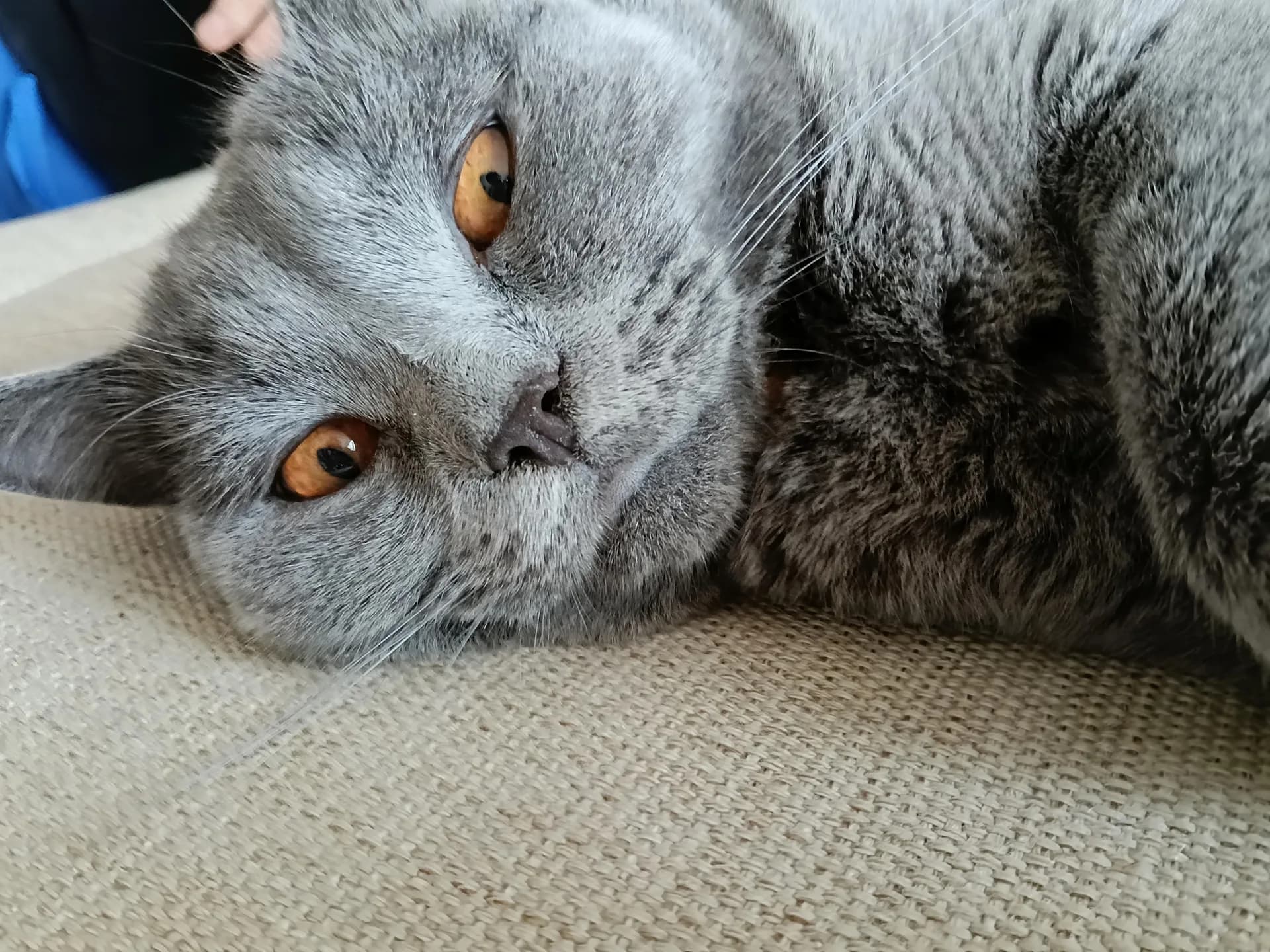 Paşa fotoğraf 2