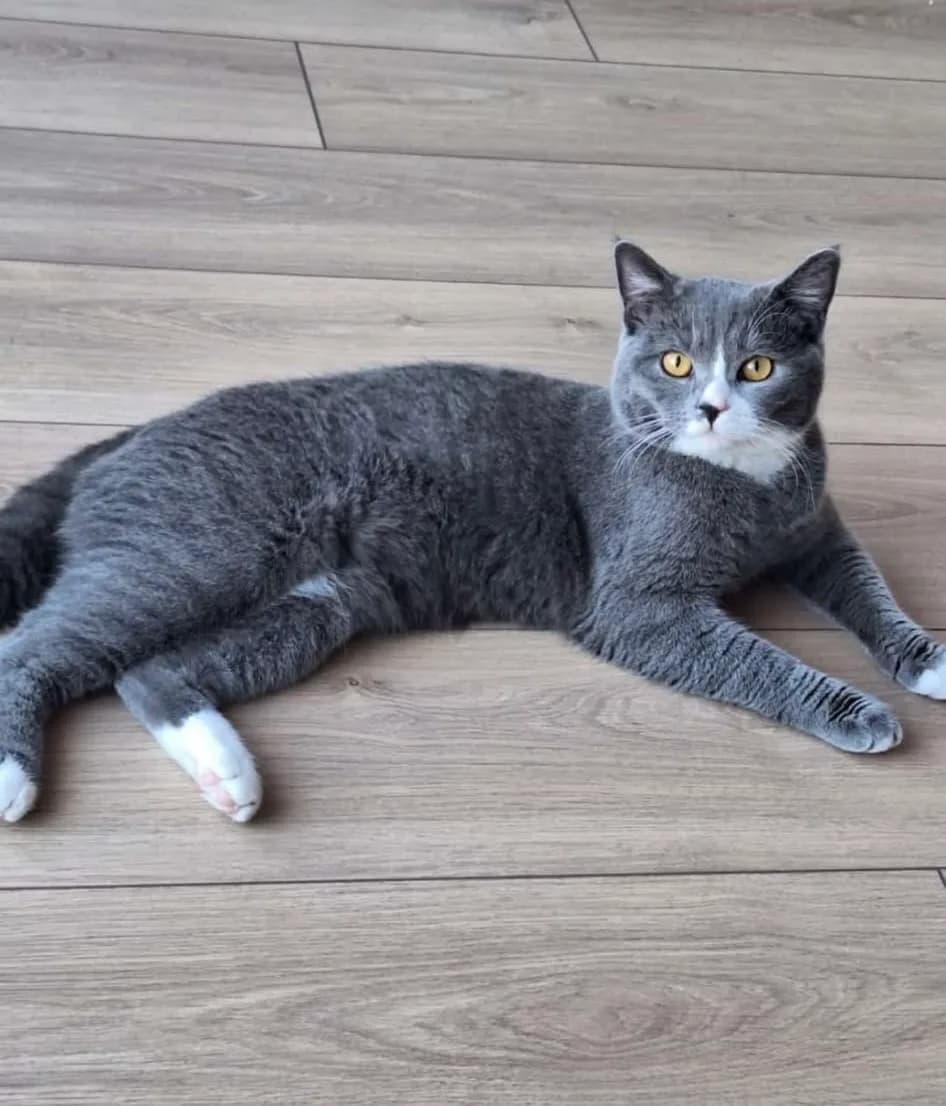Ares fotoğraf 3