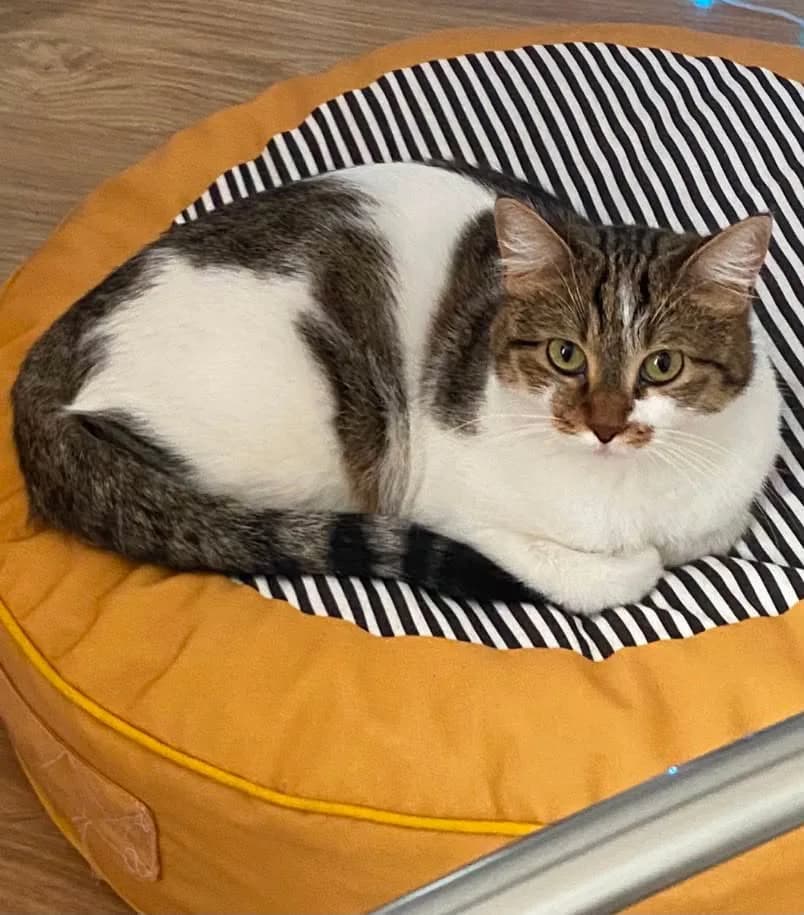 dostum yulaf fotoğraf 1