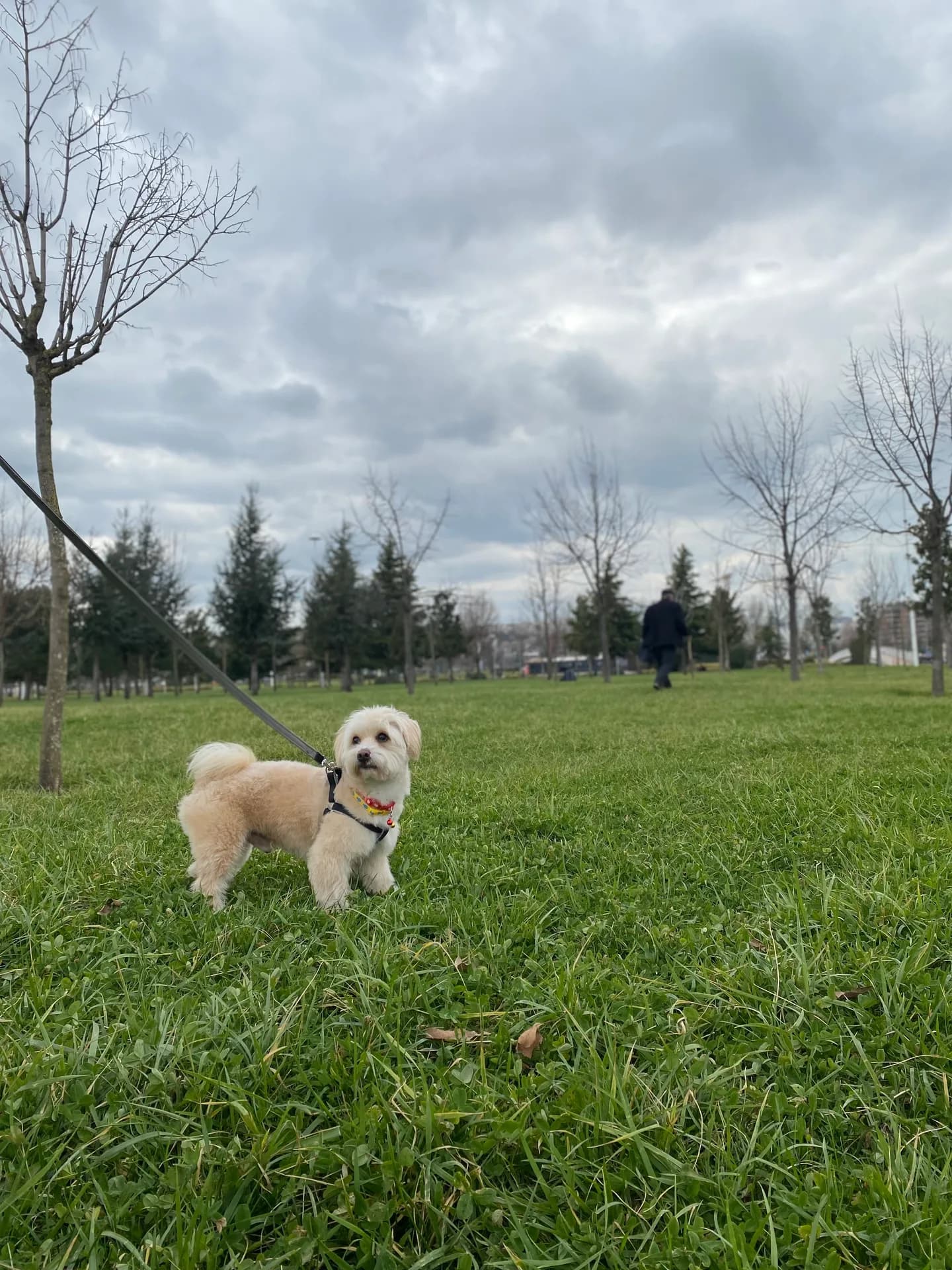 Zuzu fotoğraf 2