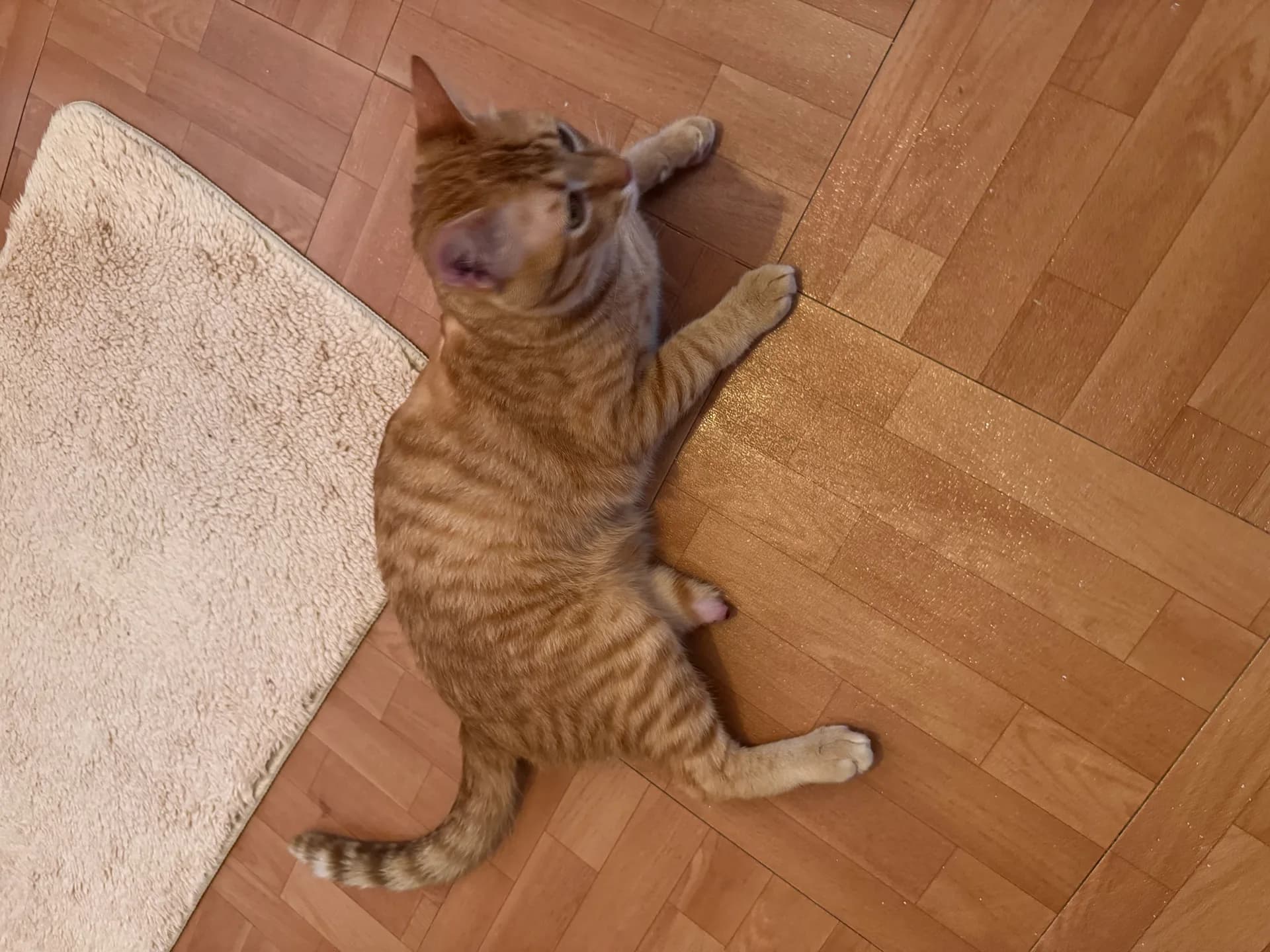 Mango fotoğraf 2