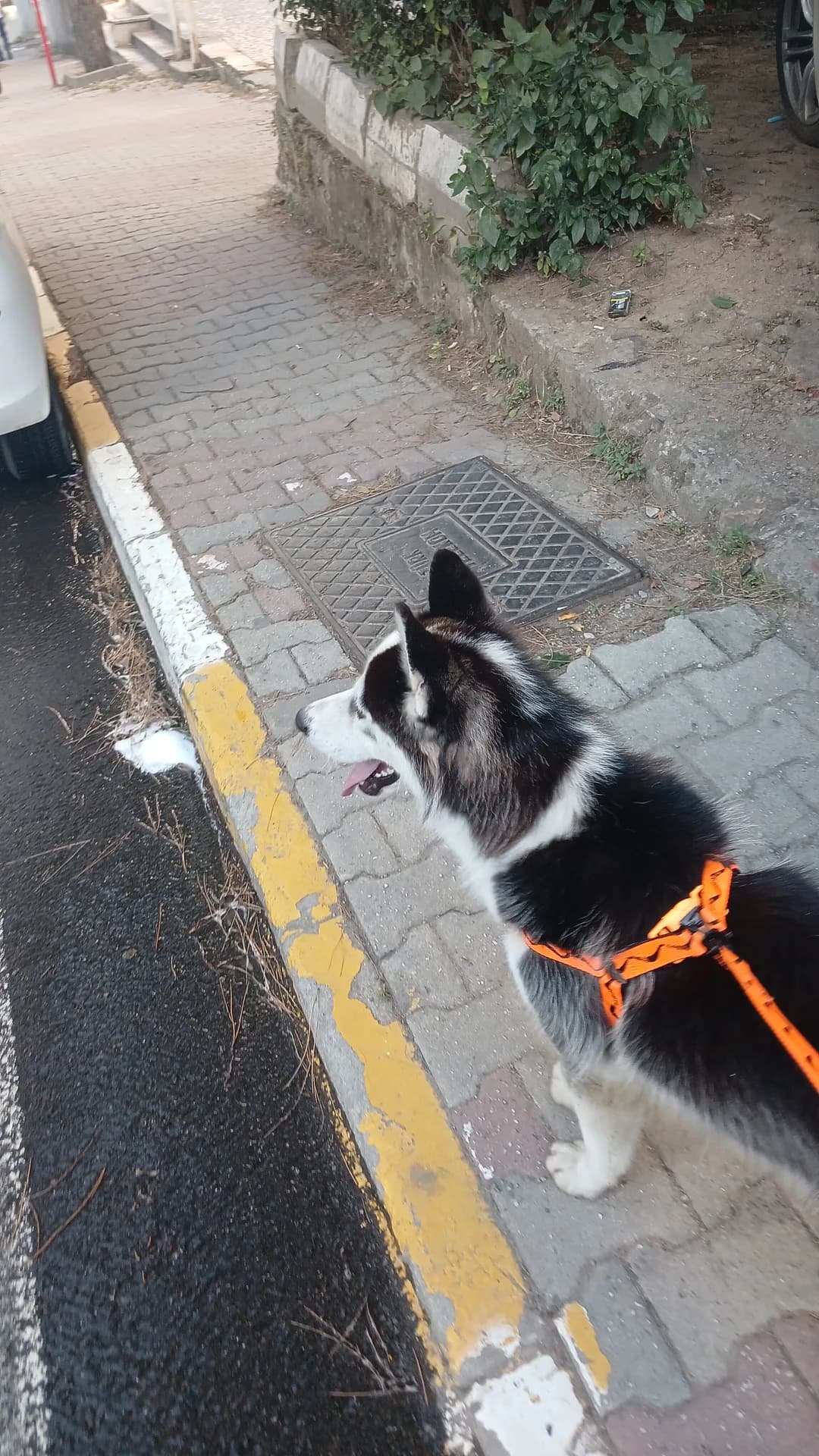 Pars fotoğraf 2