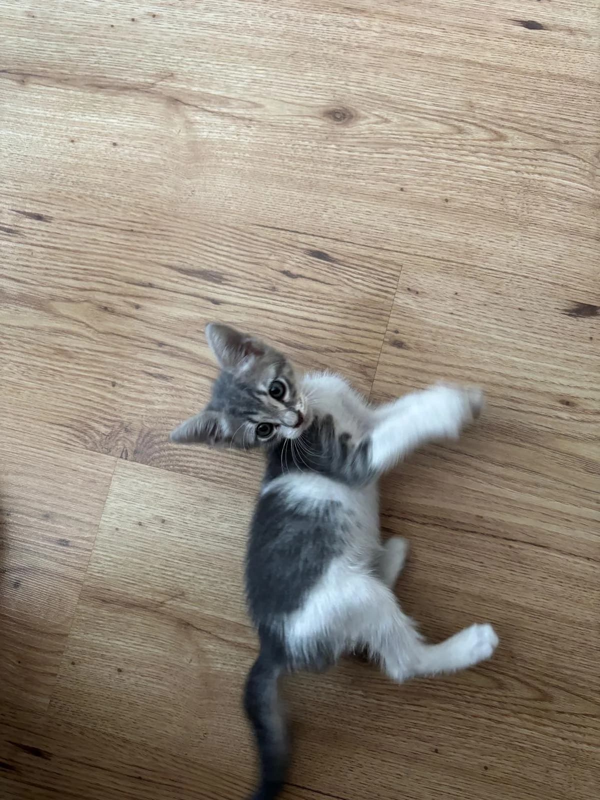 Gümüş fotoğraf 3