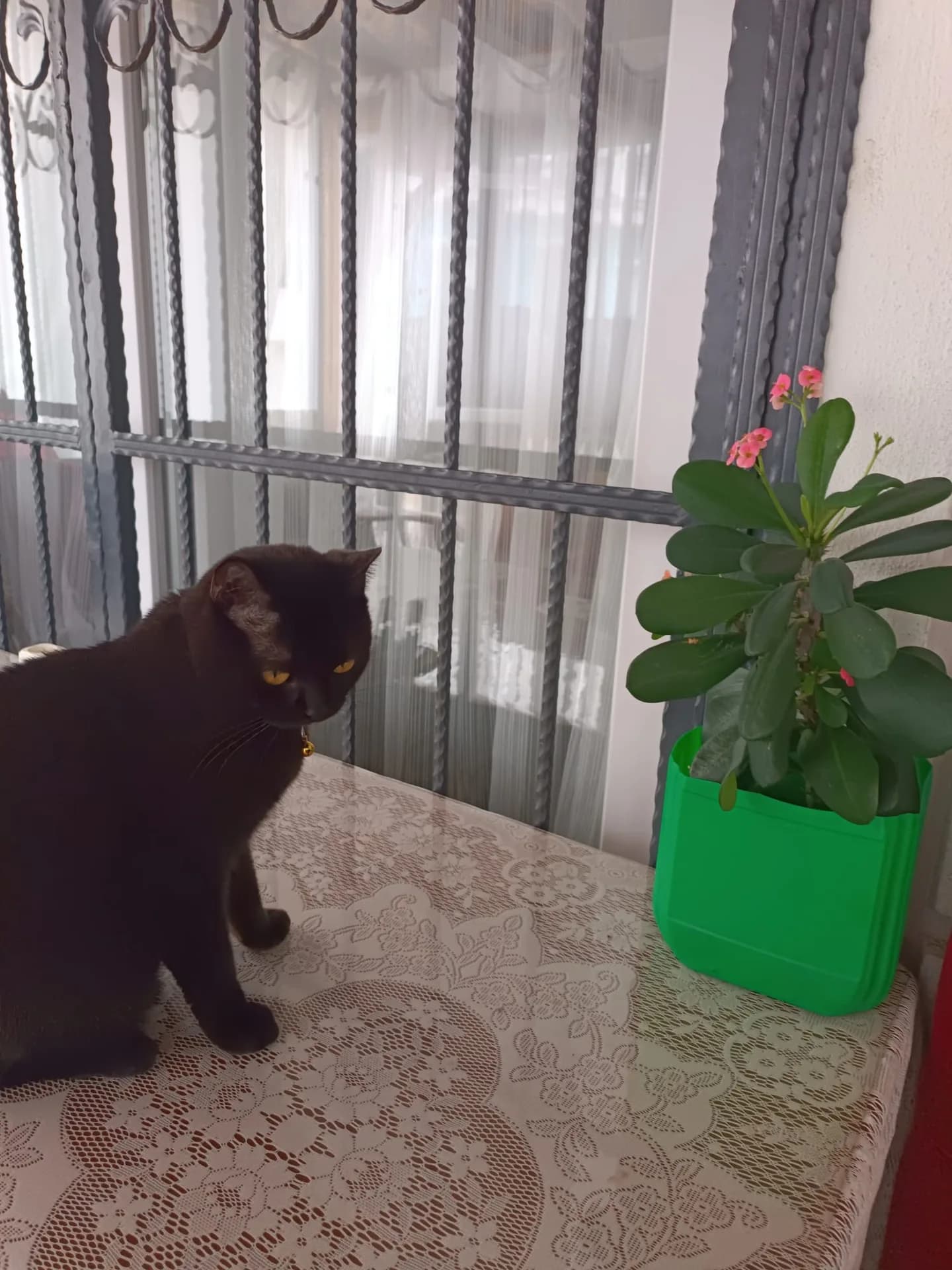 Fiko fotoğraf 3