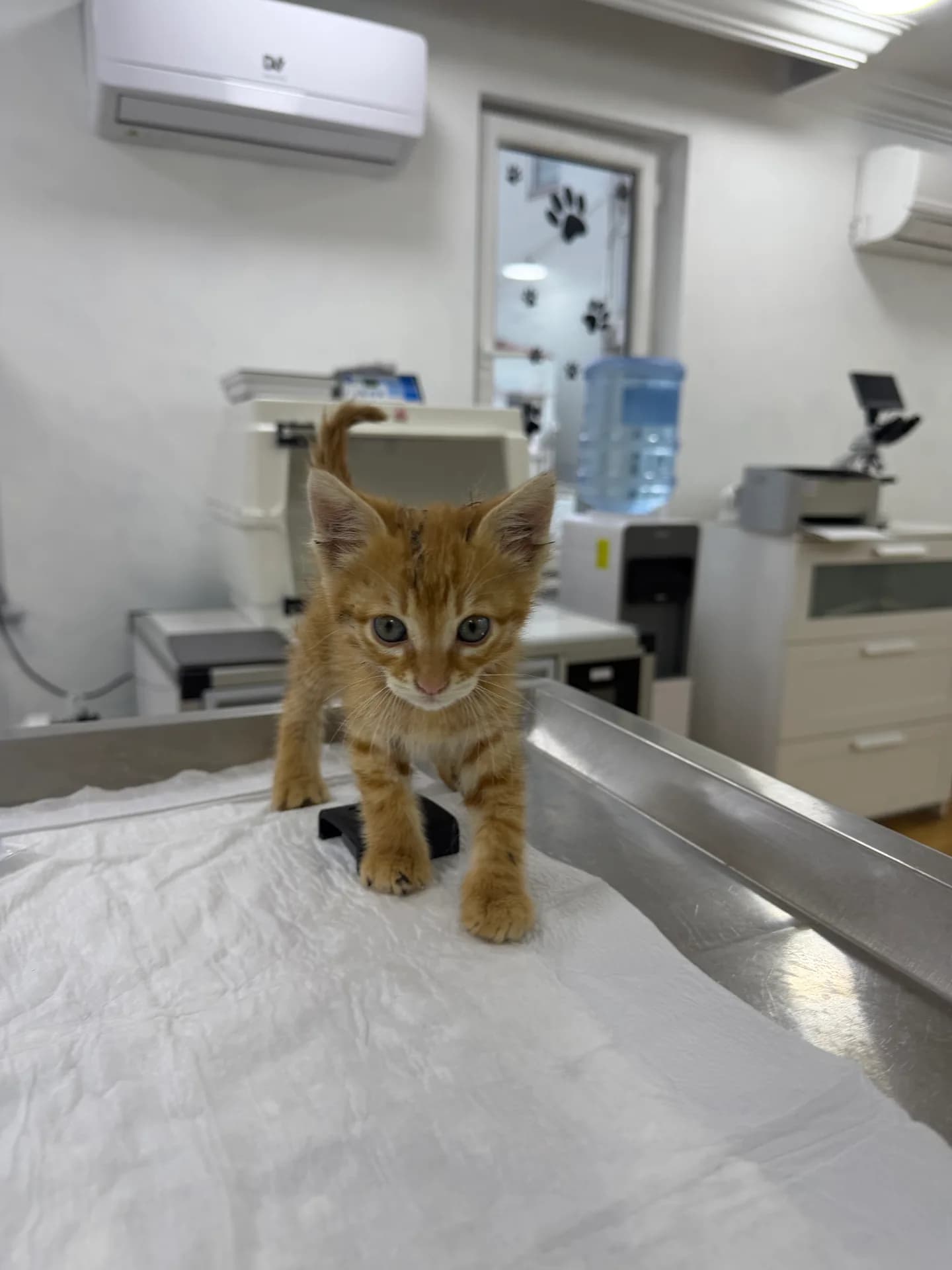 Simba fotoğraf 3