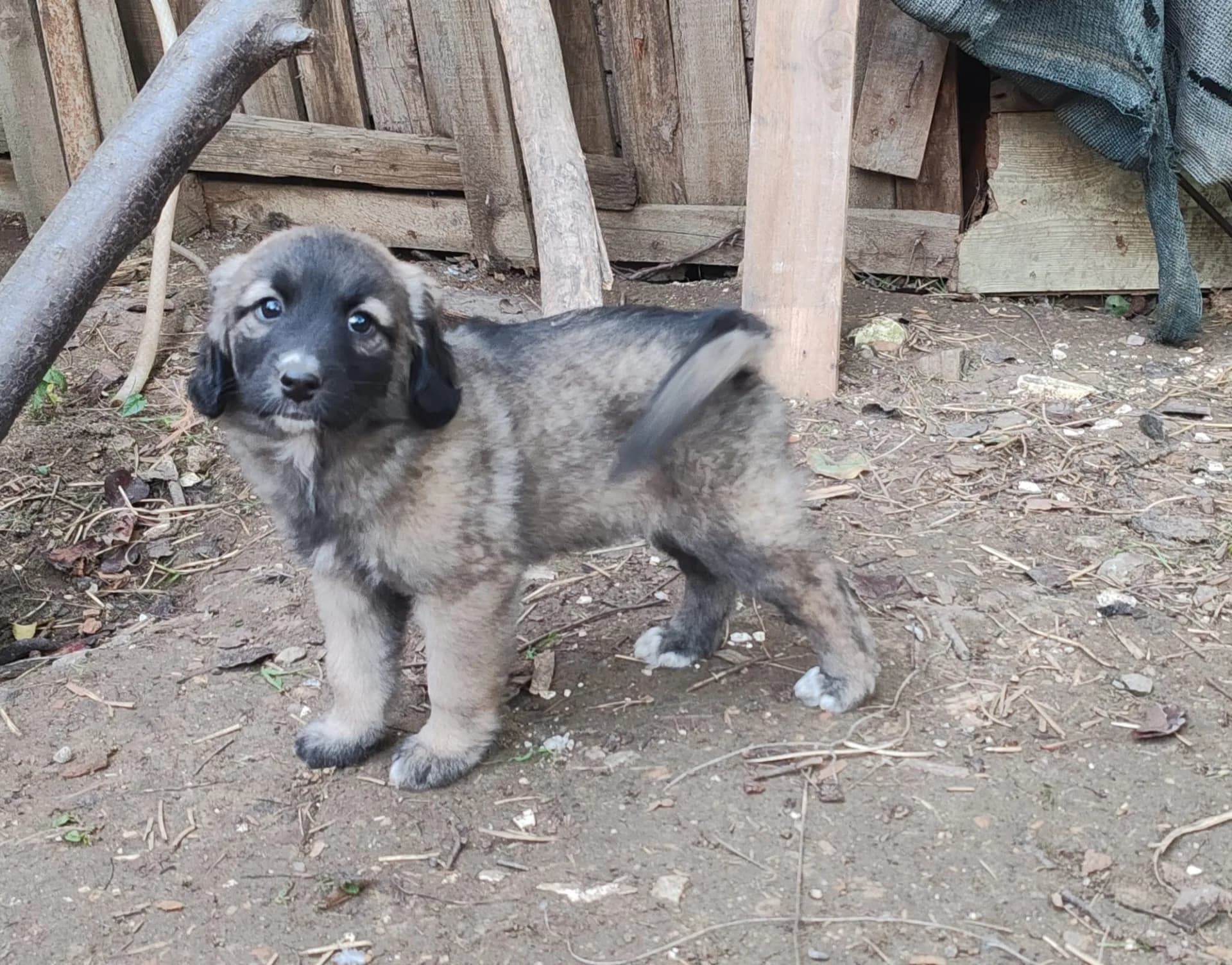 Aslan fotoğraf 4