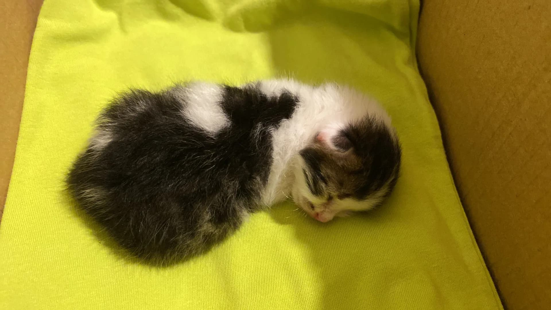 Fındık fotoğraf 2
