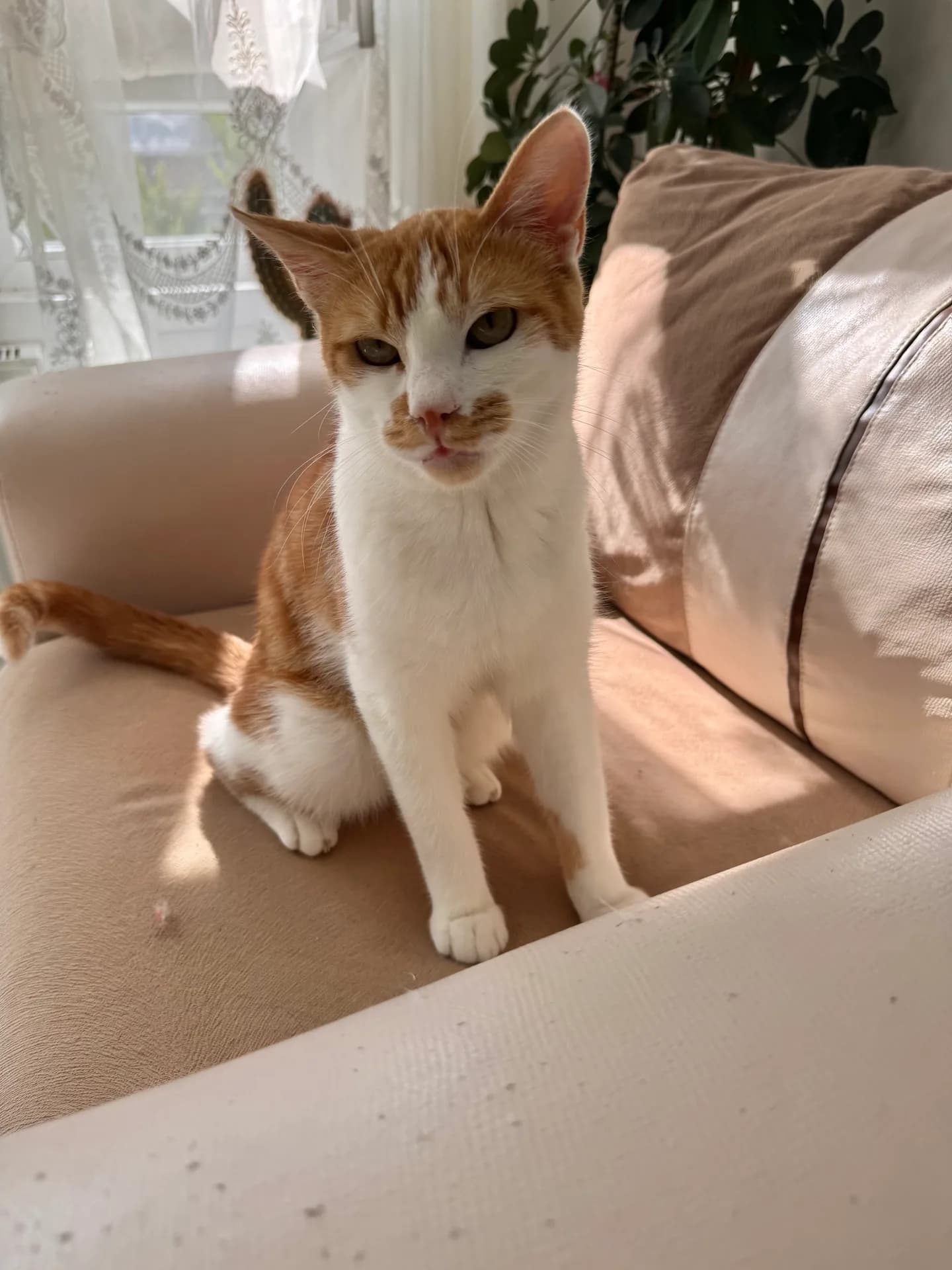 Meli fotoğraf 2