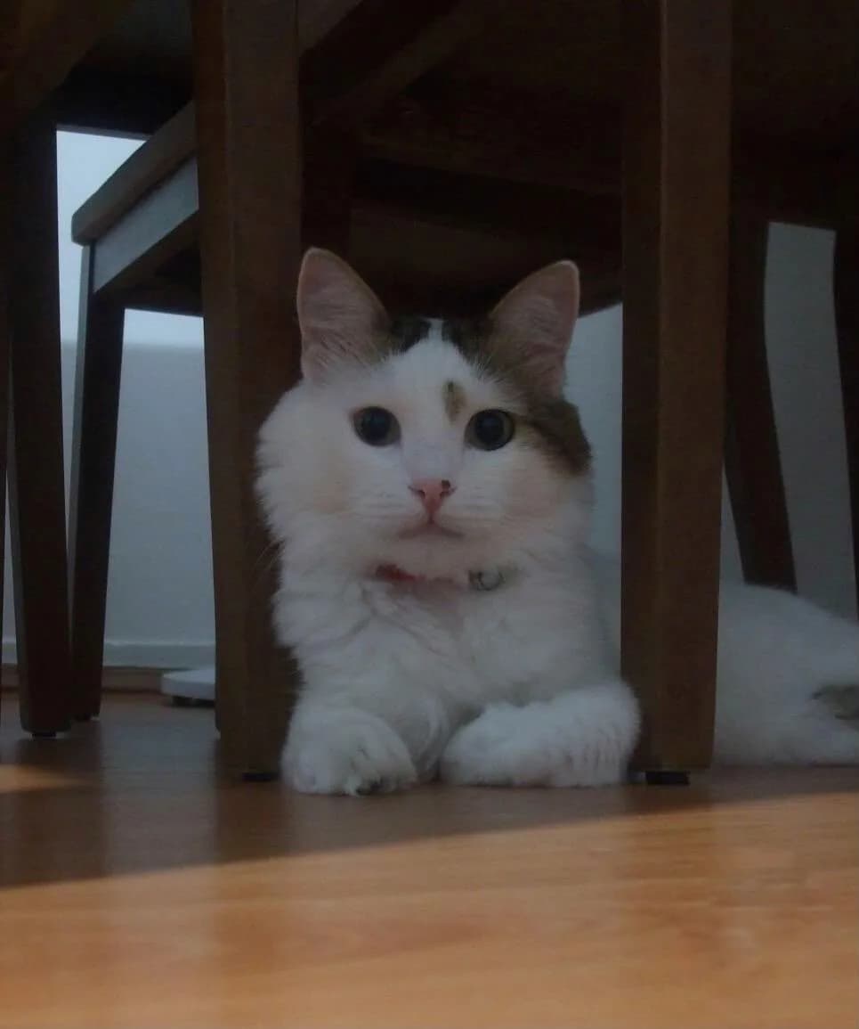 Pamuk fotoğraf 1