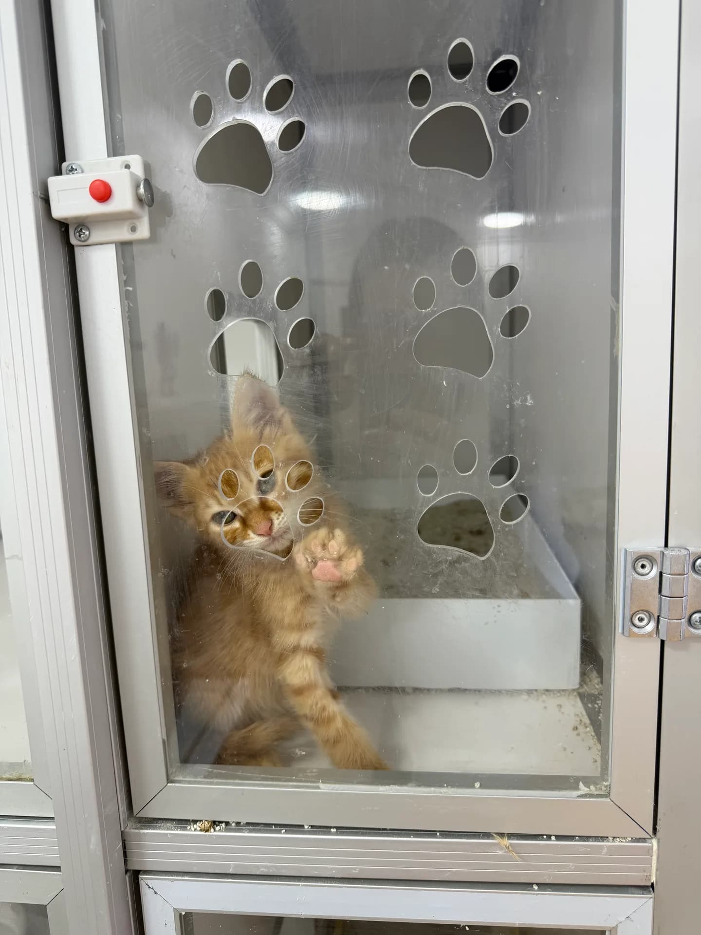 Simba fotoğraf 1