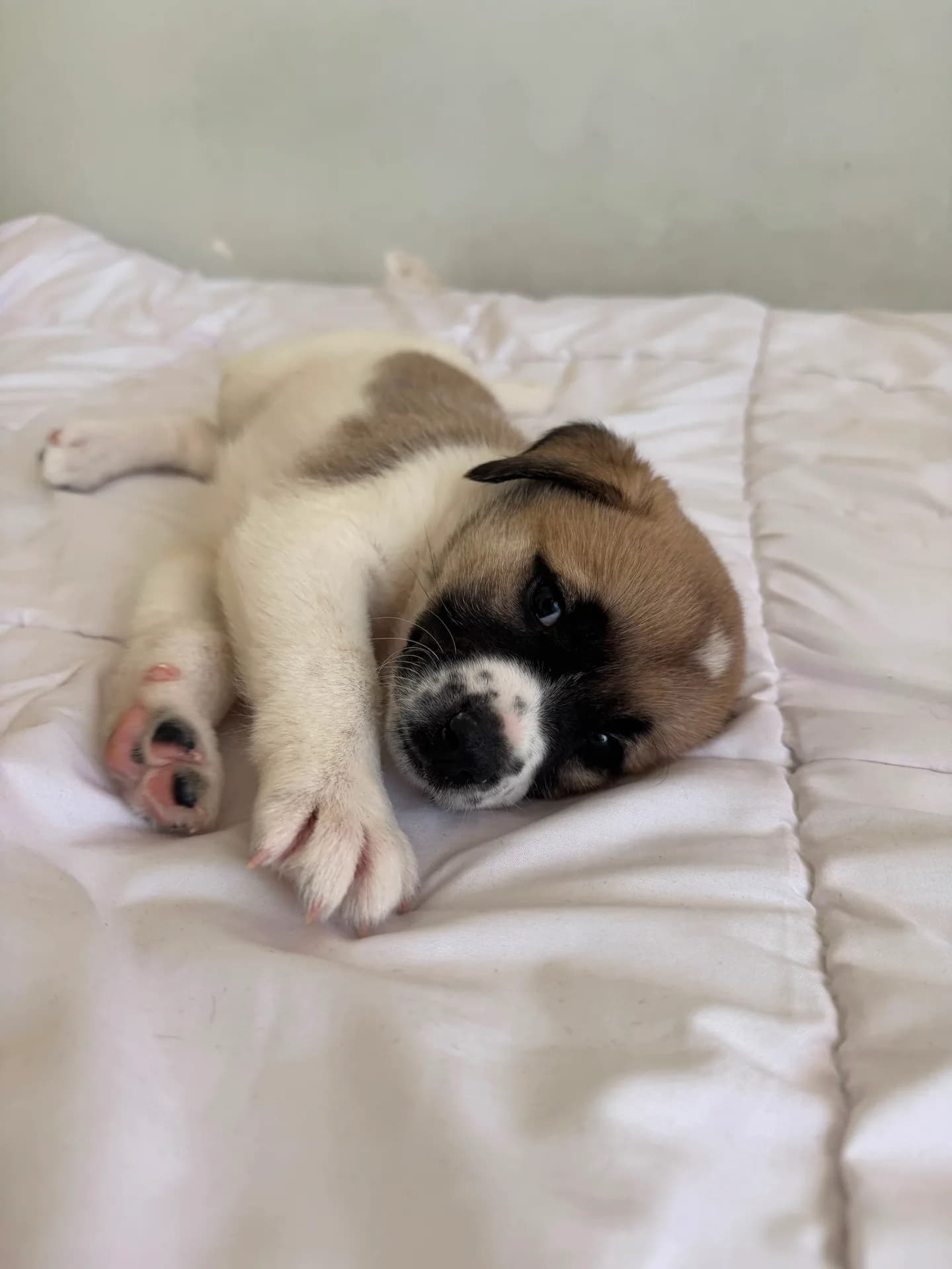 Ivy fotoğraf 3