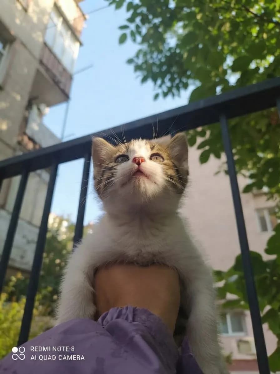 Minnoş fotoğraf 3