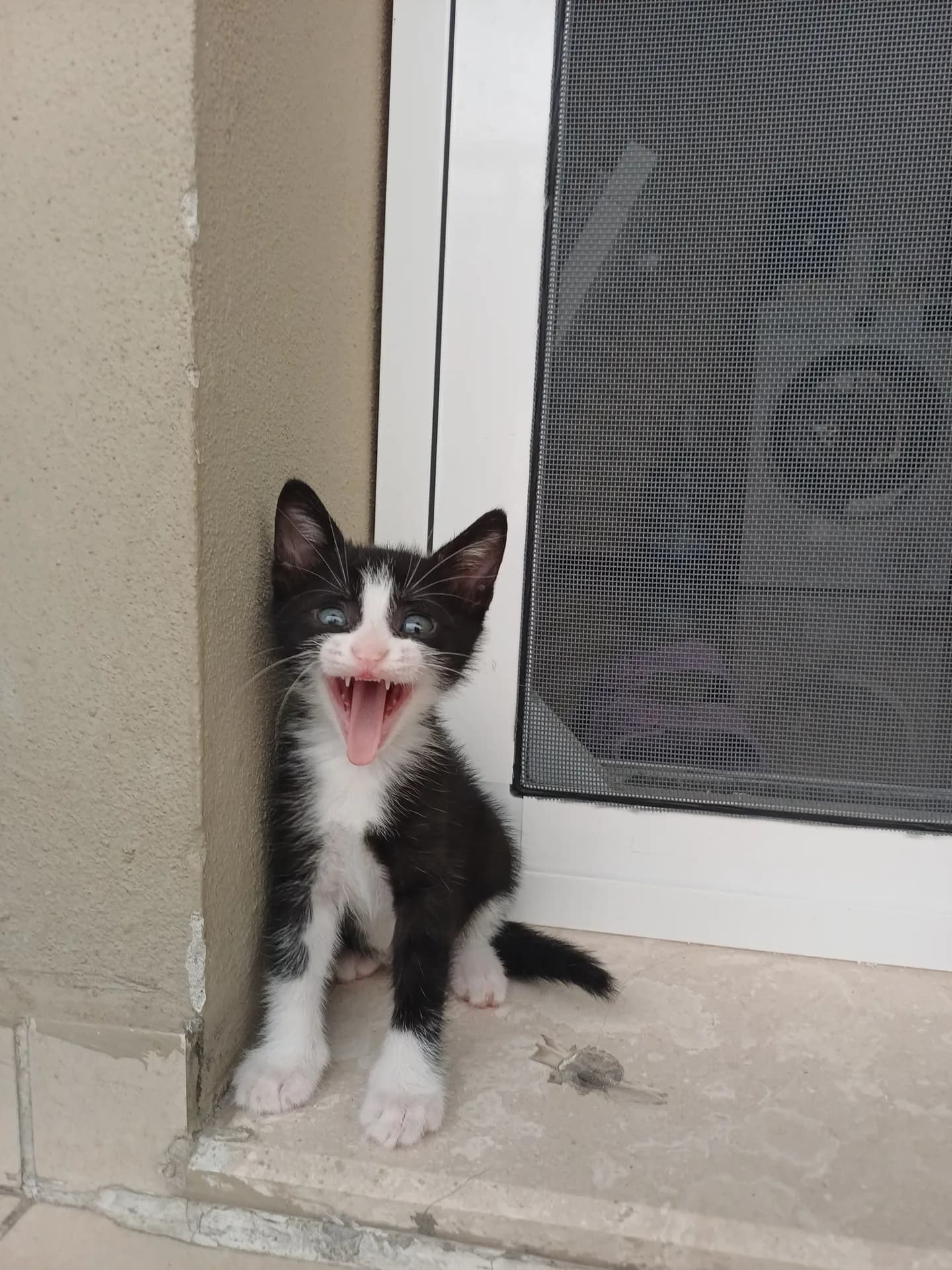 Panda fotoğraf 2