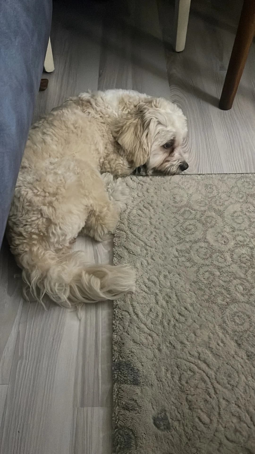 Luna fotoğraf 3
