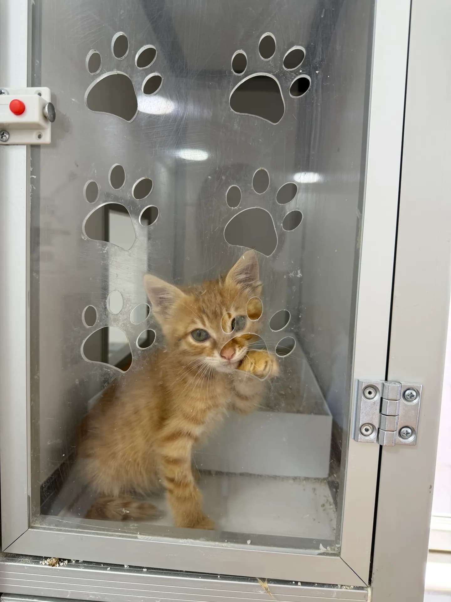 Simba fotoğraf 2