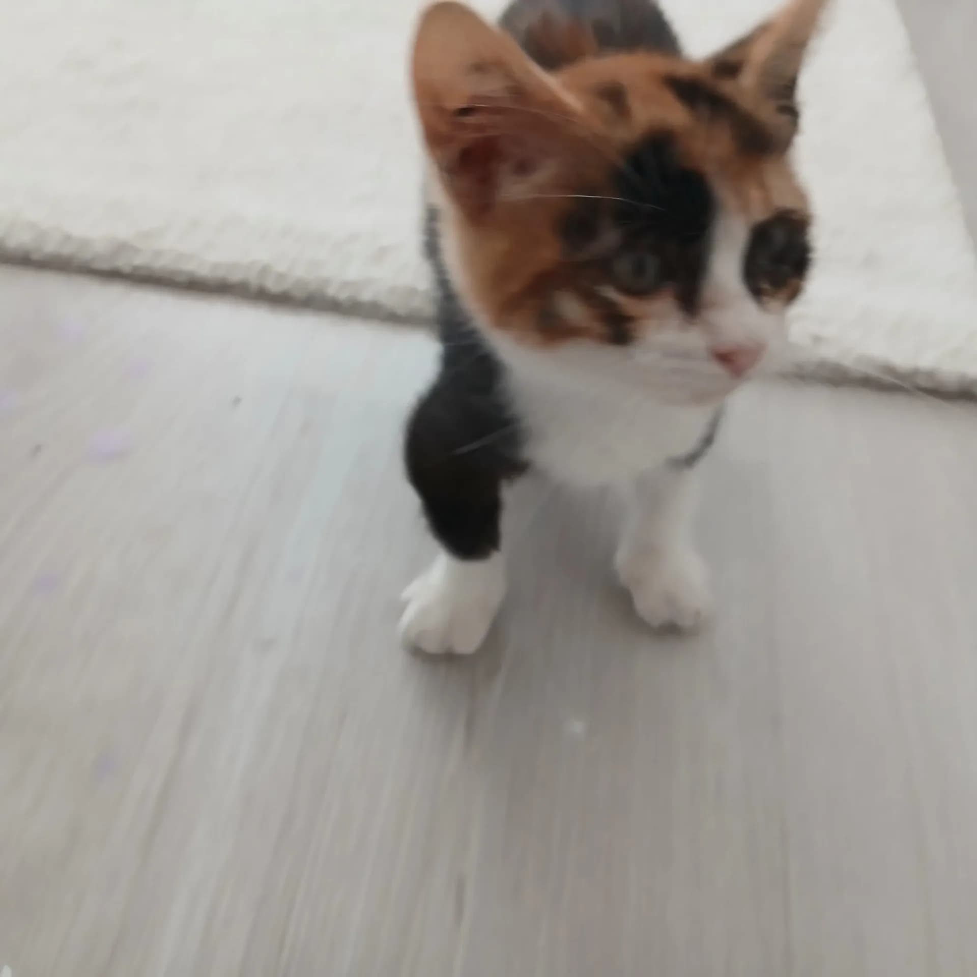 Minnoş fotoğraf 2