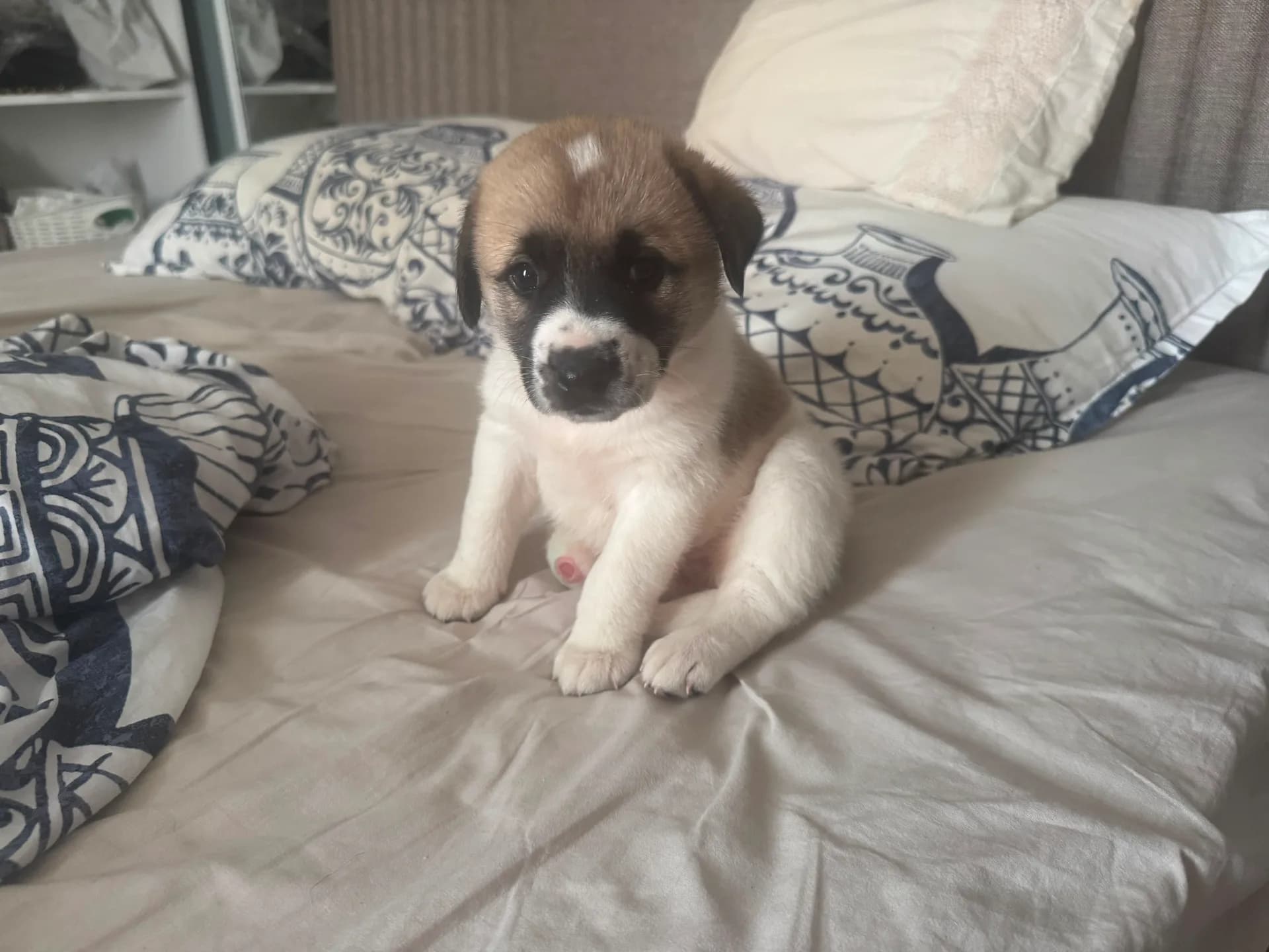 Ivy fotoğraf 4