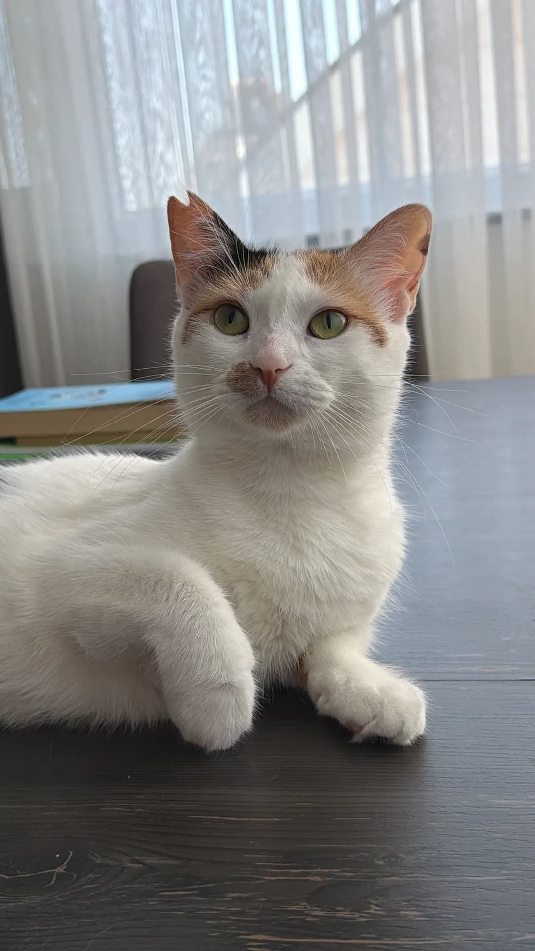 Milka fotoğraf 1
