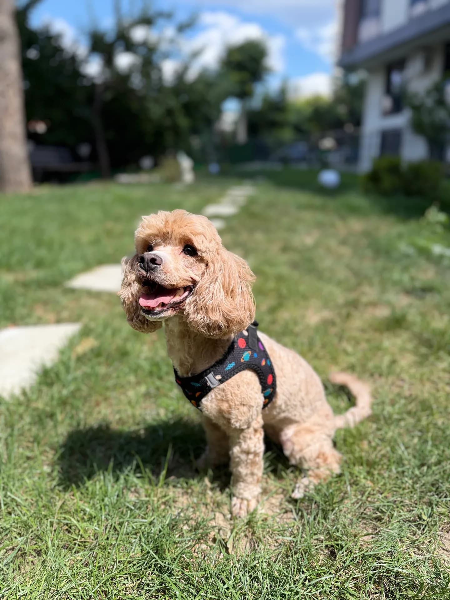 Toffee fotoğraf 1