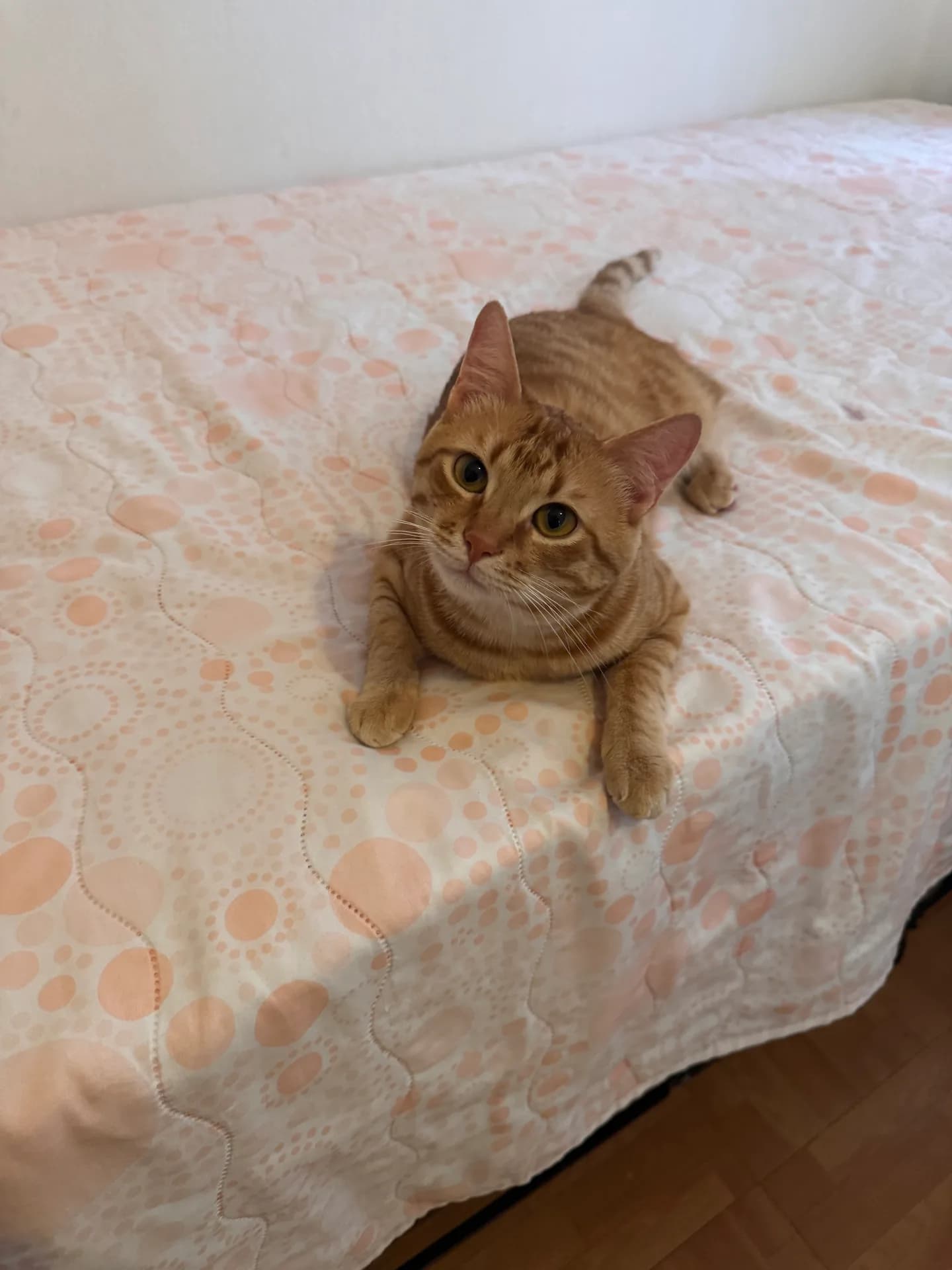Mango fotoğraf 1