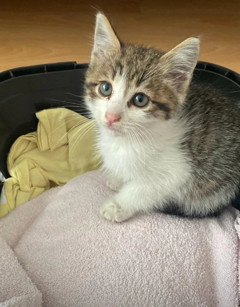 ARES fotoğraf 1