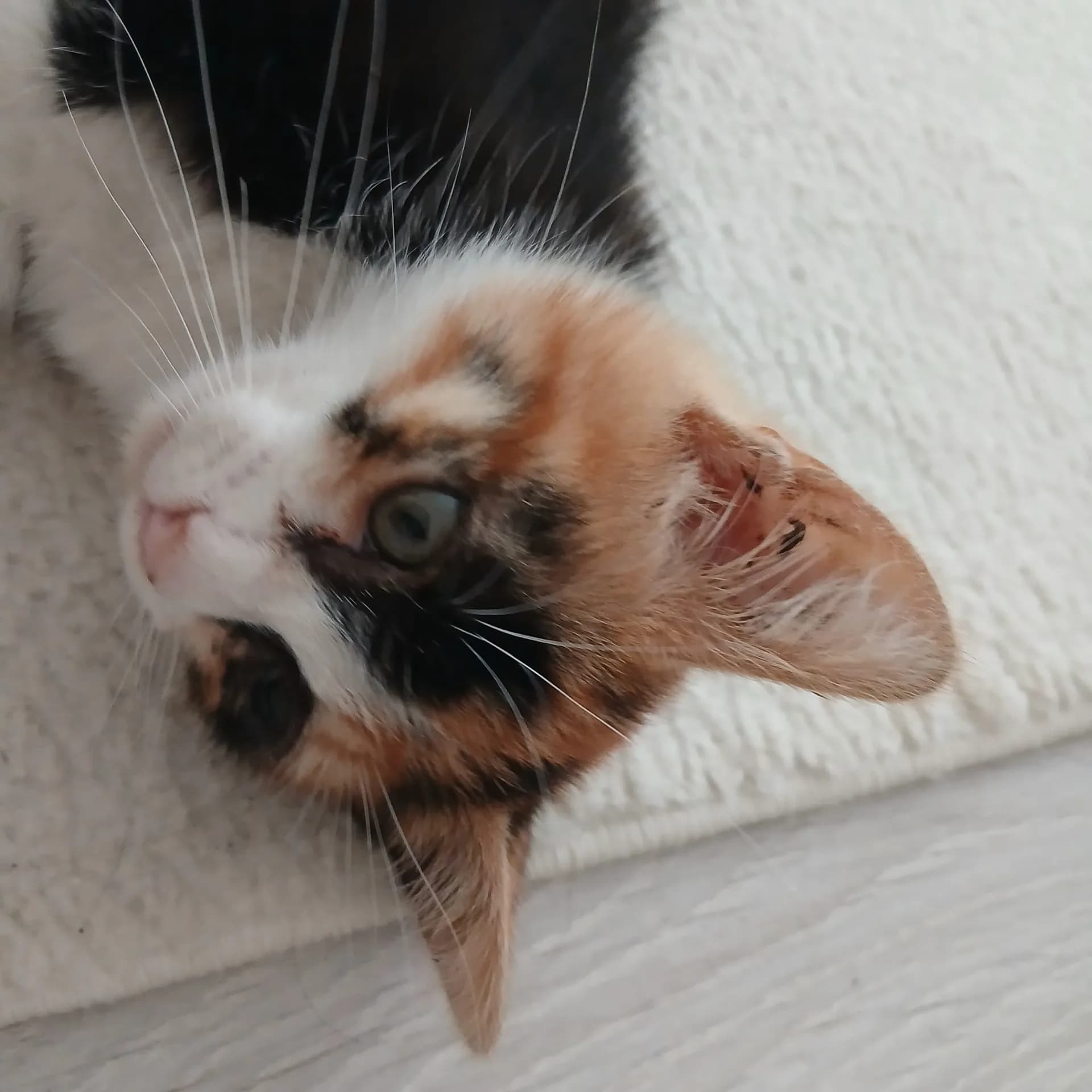 Minnoş fotoğraf 3