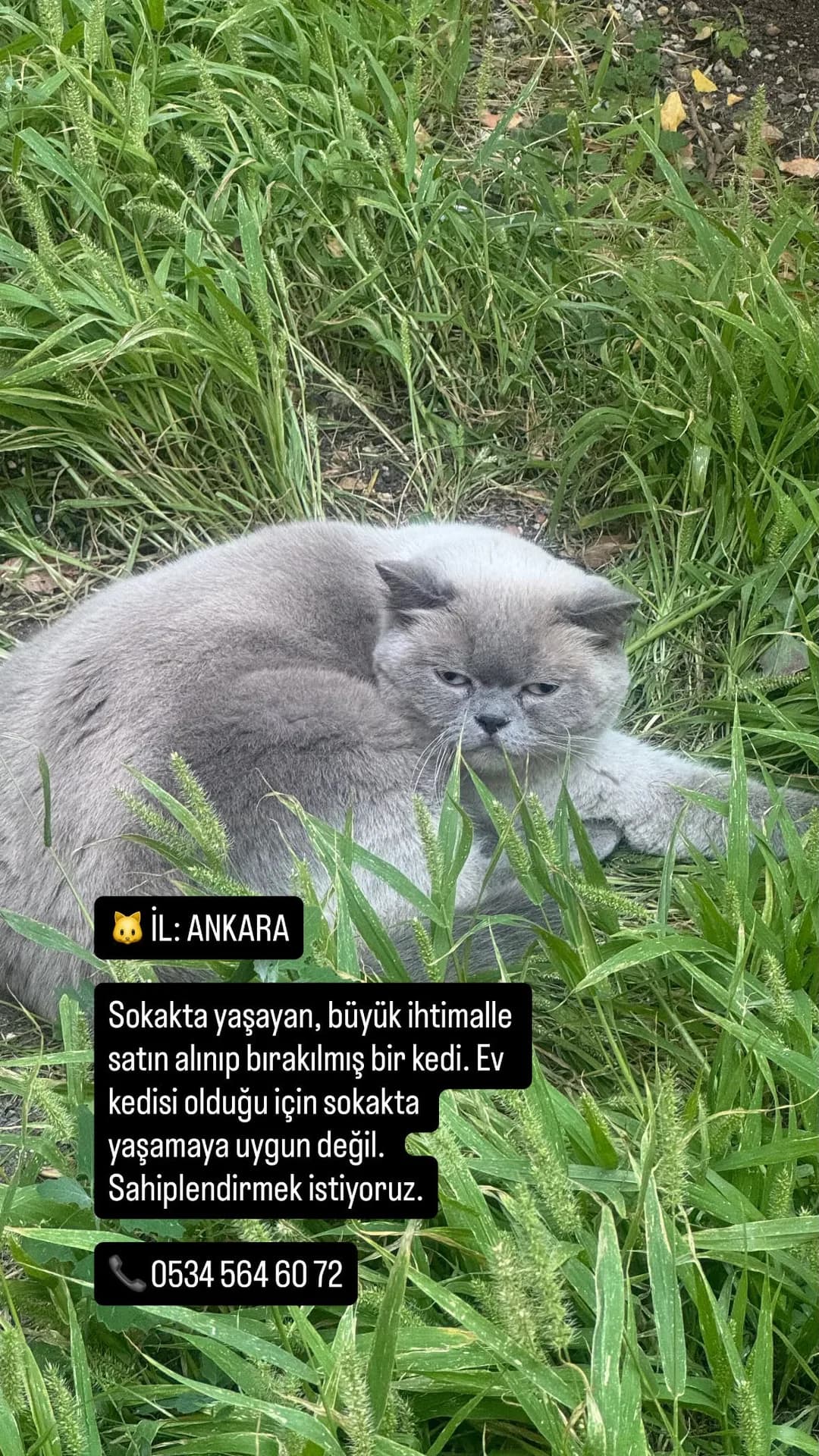Sokakta Cins Kedi fotoğraf 1