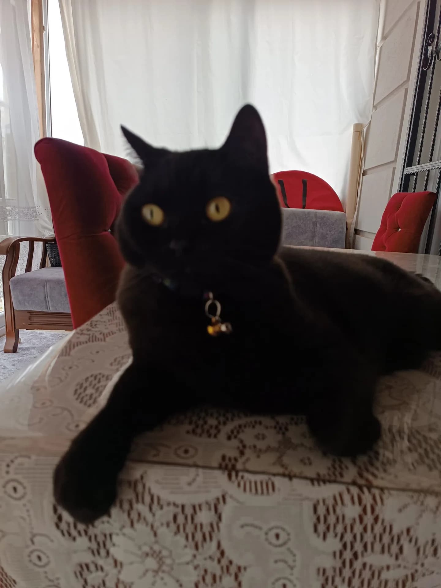 Fiko fotoğraf 1